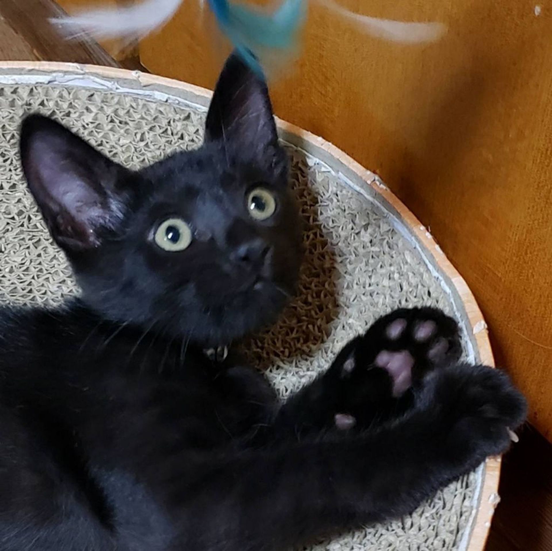 雑種（ミックス猫）・オスの里親募集の写真