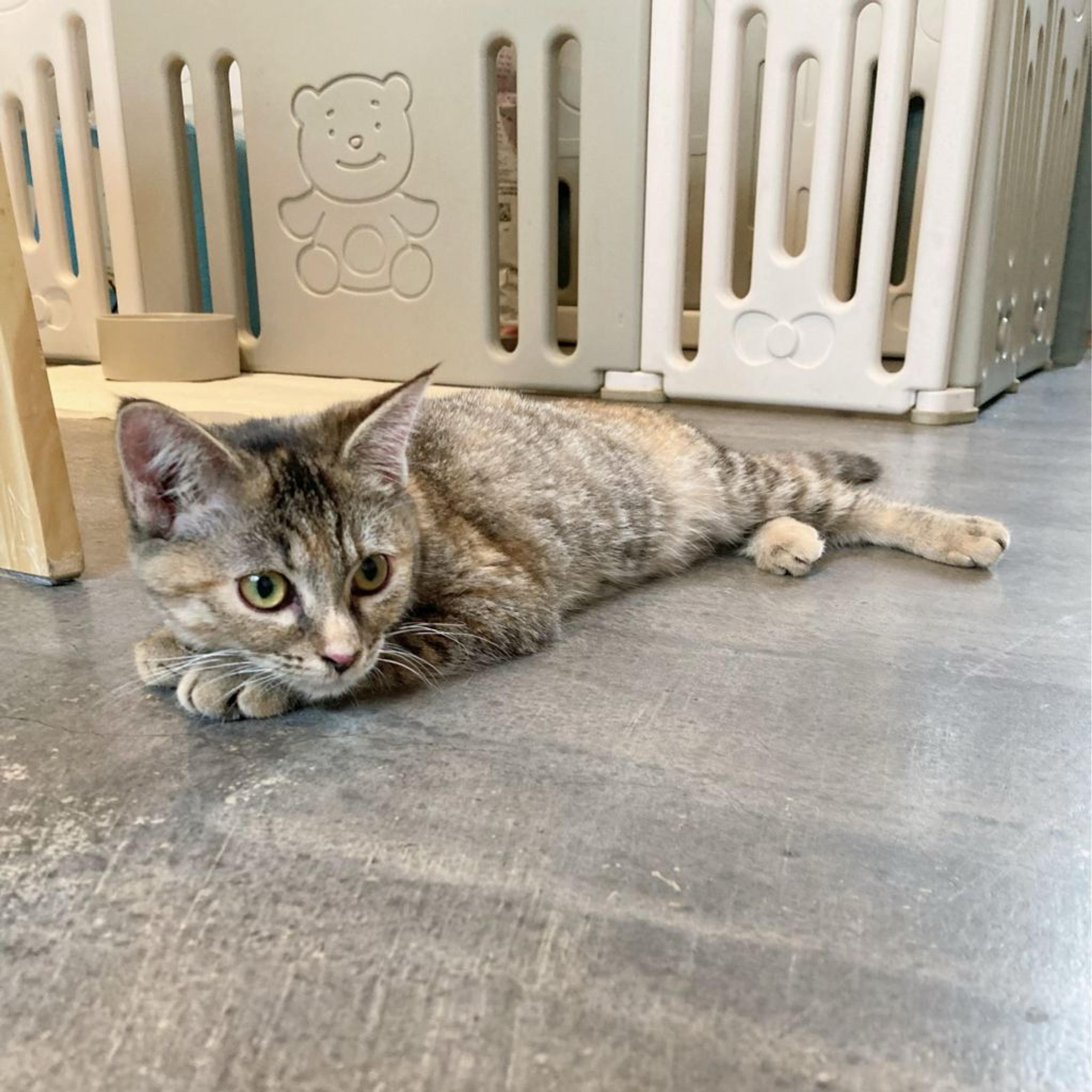 pet-image-3