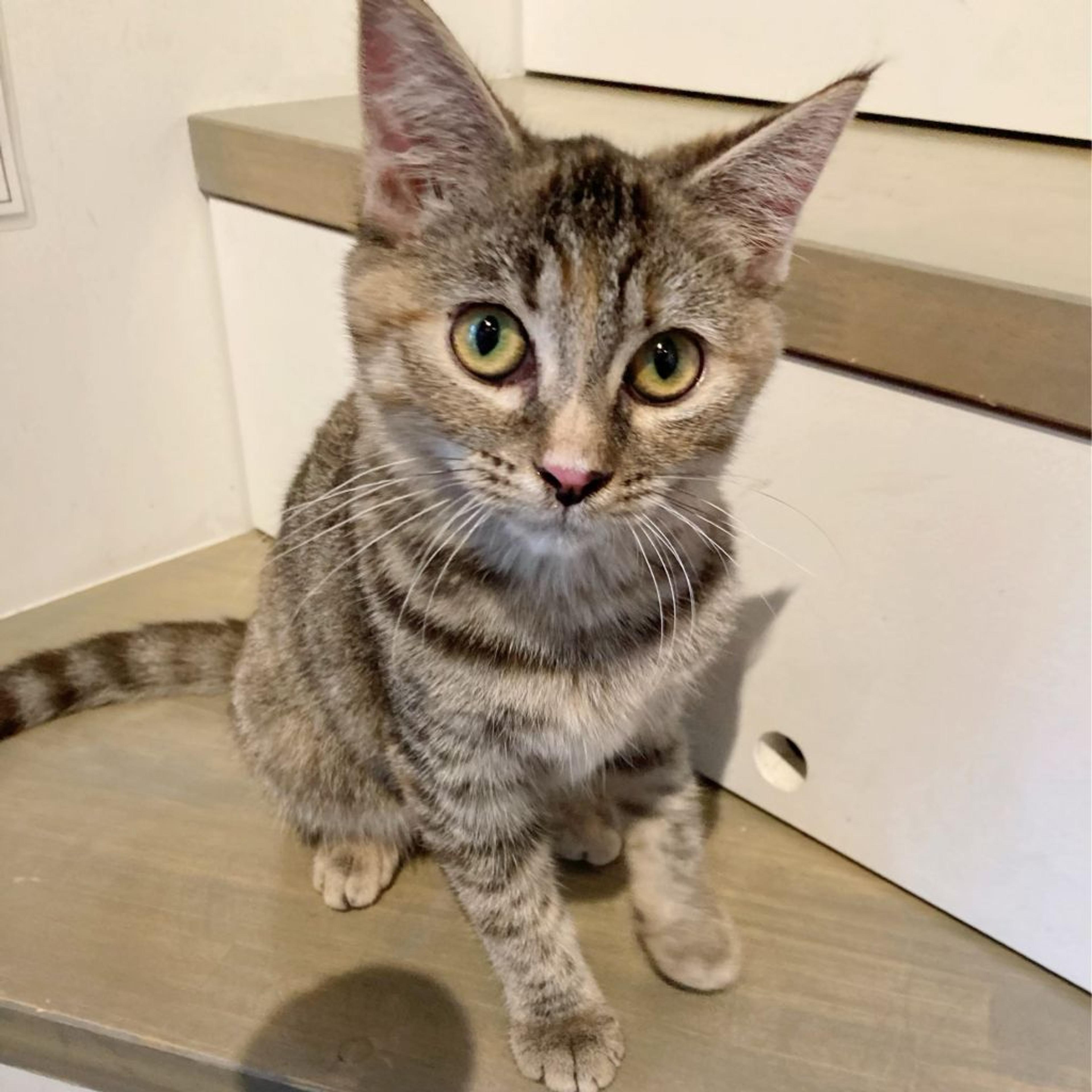 pet-image-4