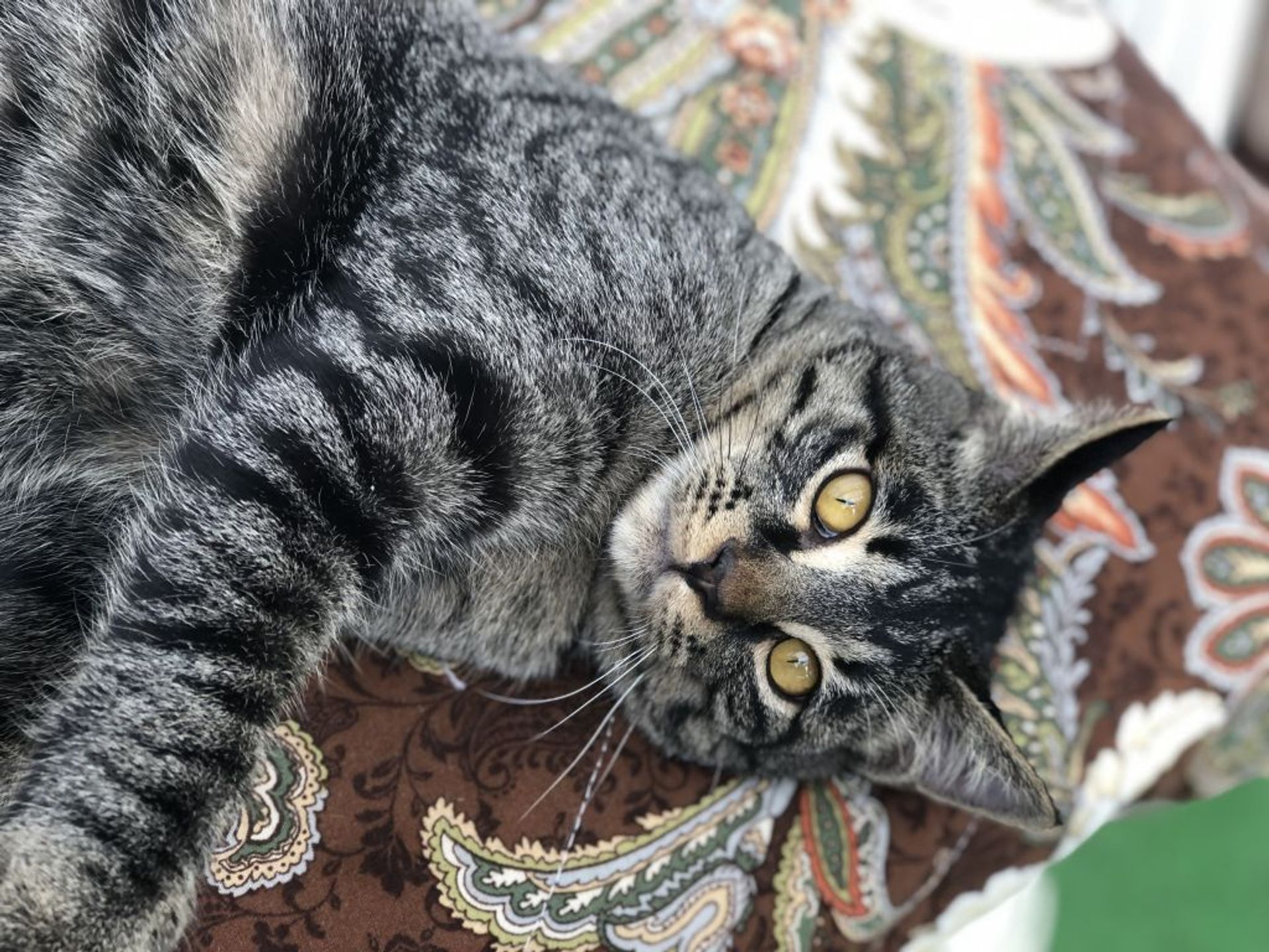 雑種（ミックス猫）・オスの里親募集の写真