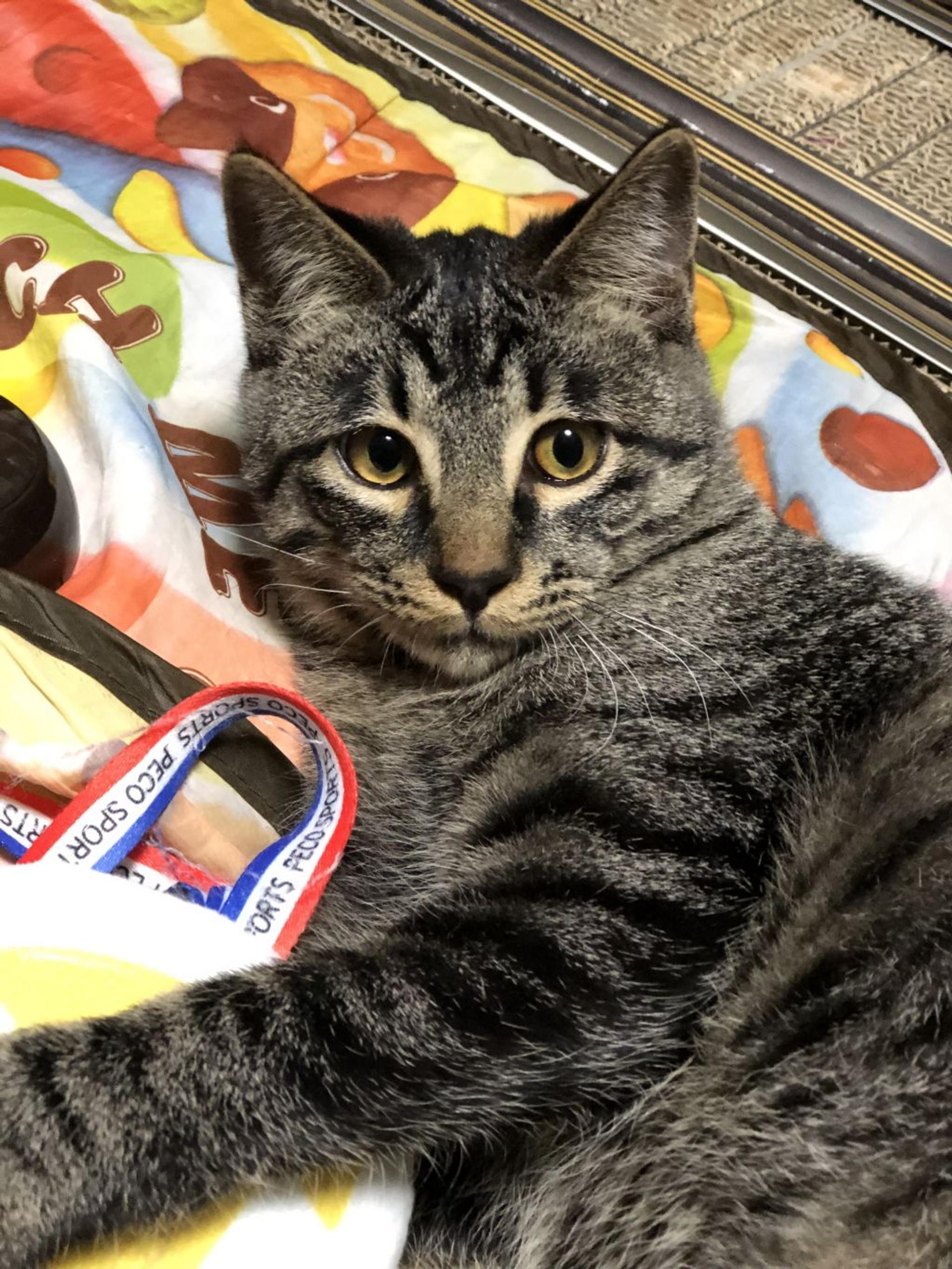 pet-image-2