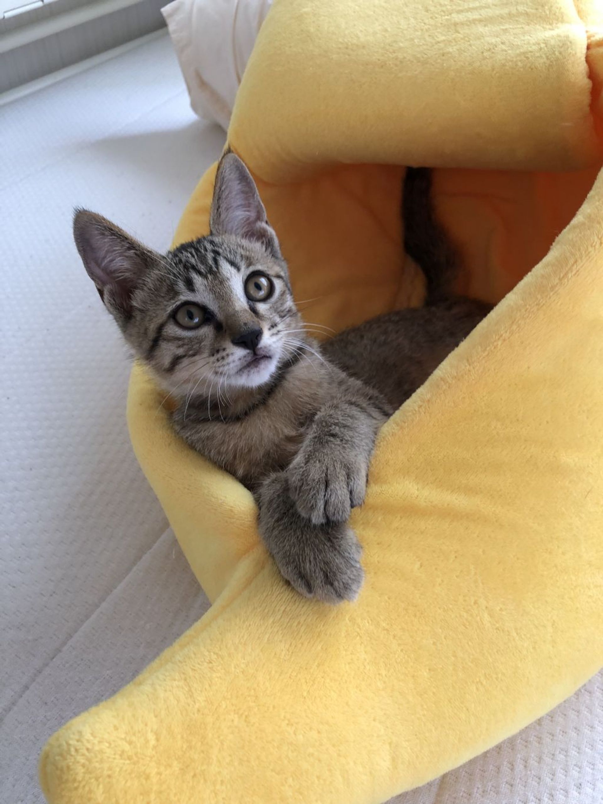 雑種（ミックス猫）・メスの里親募集の写真