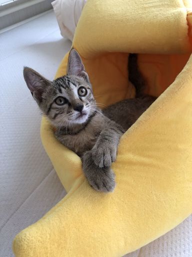 みーちゃんの写真