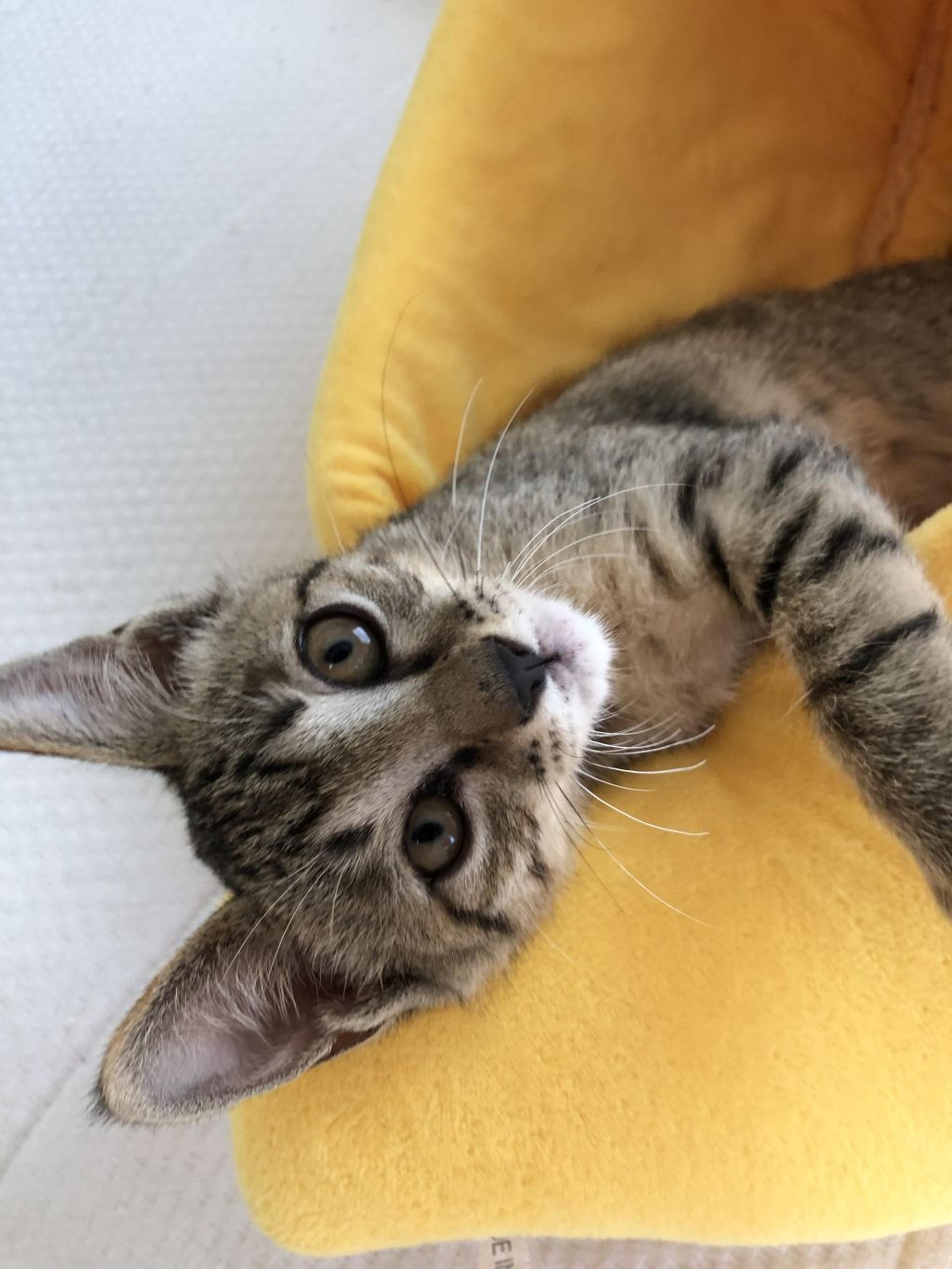 pet-image-2