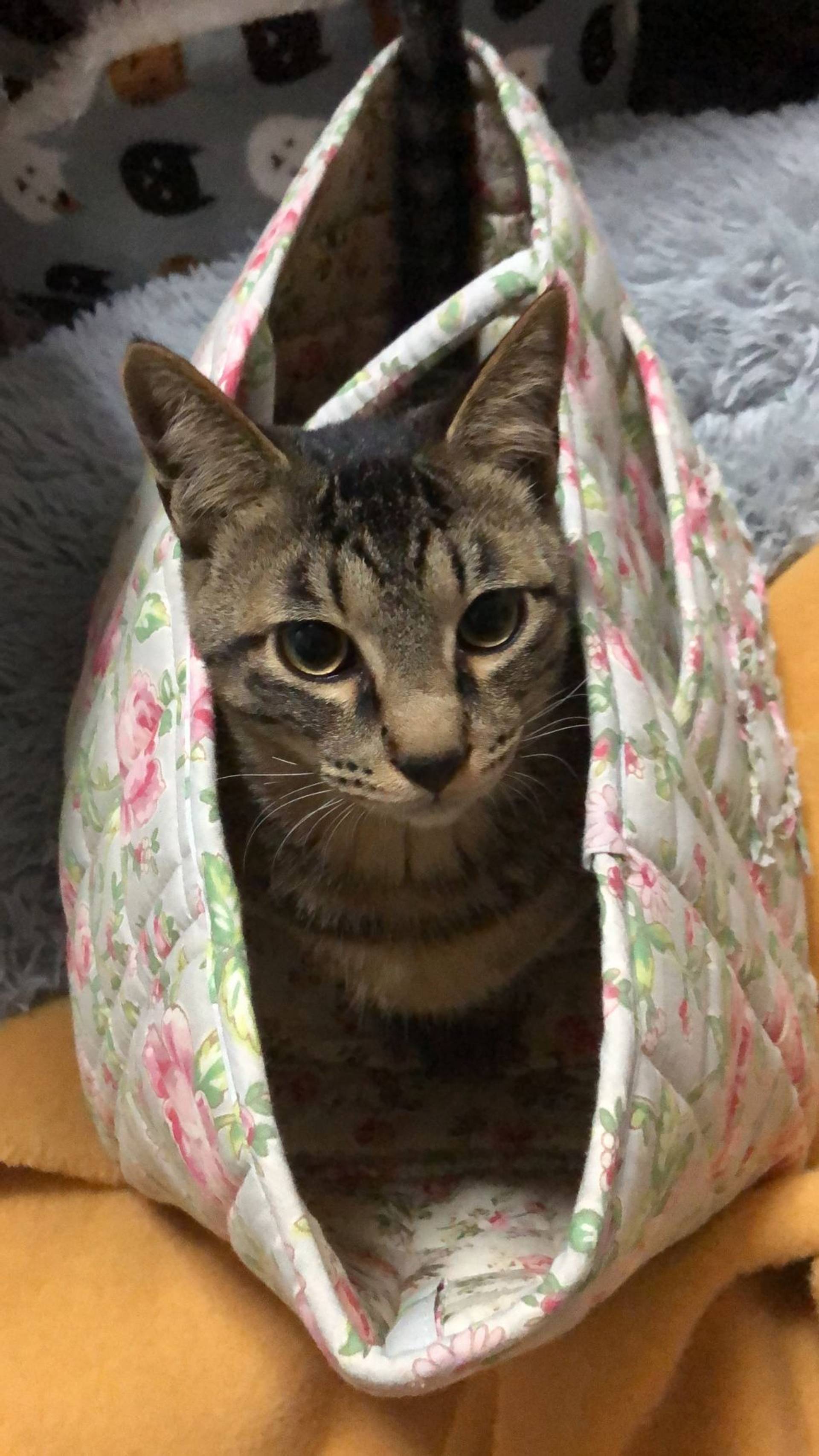雑種（ミックス猫）・オスの里親募集の写真