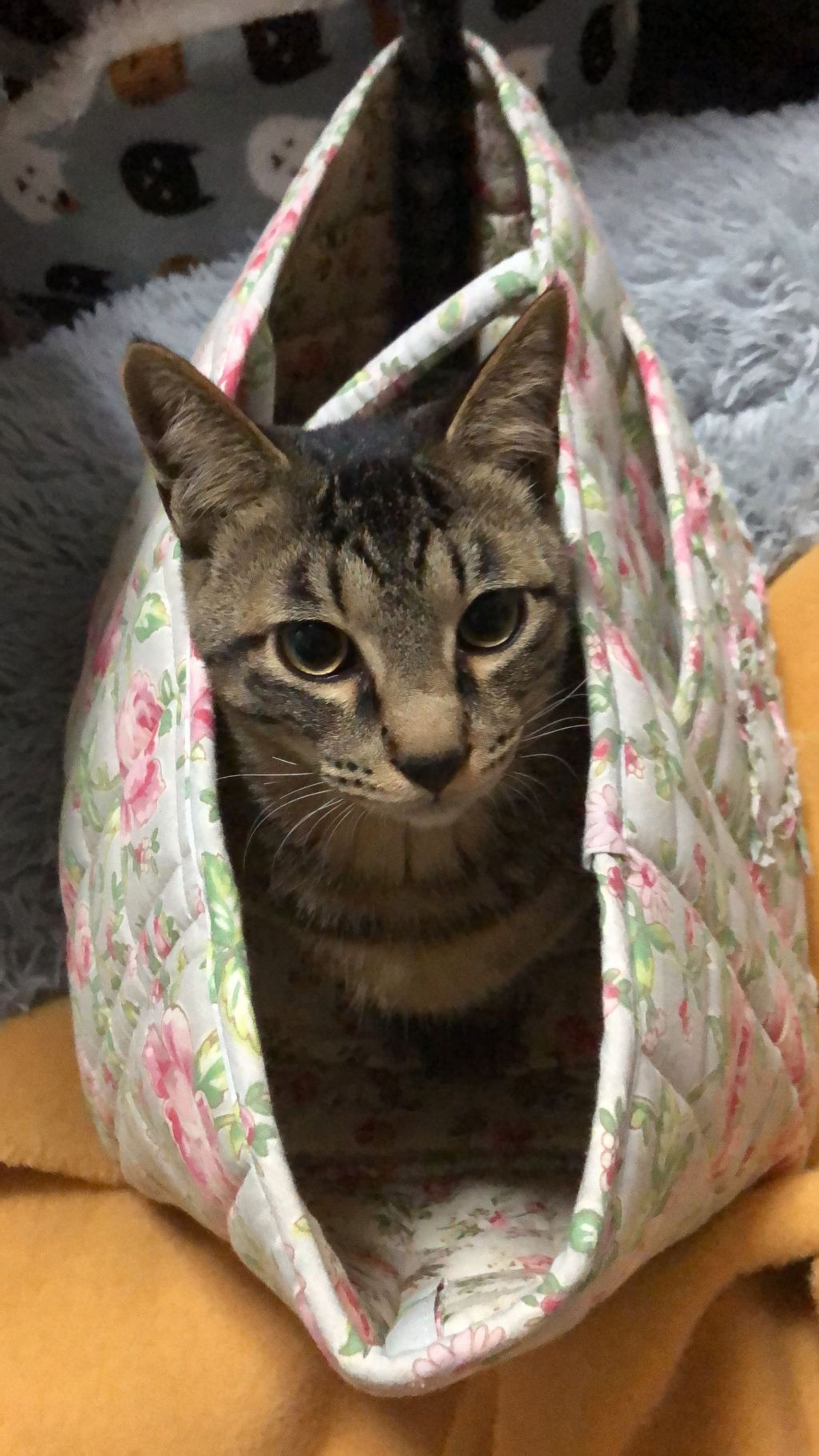雑種（ミックス猫）・オスの里親募集の写真