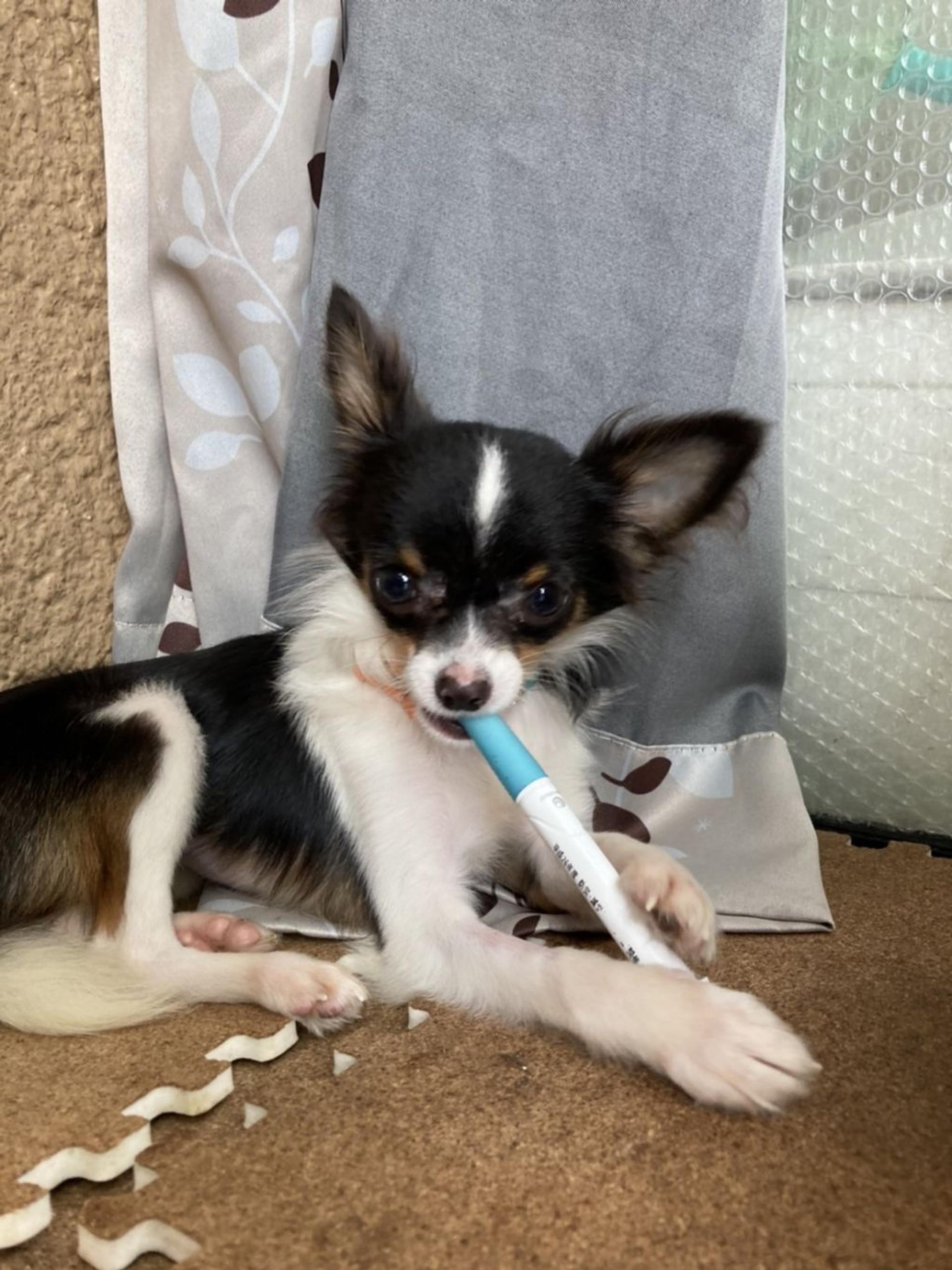 pet-image-5