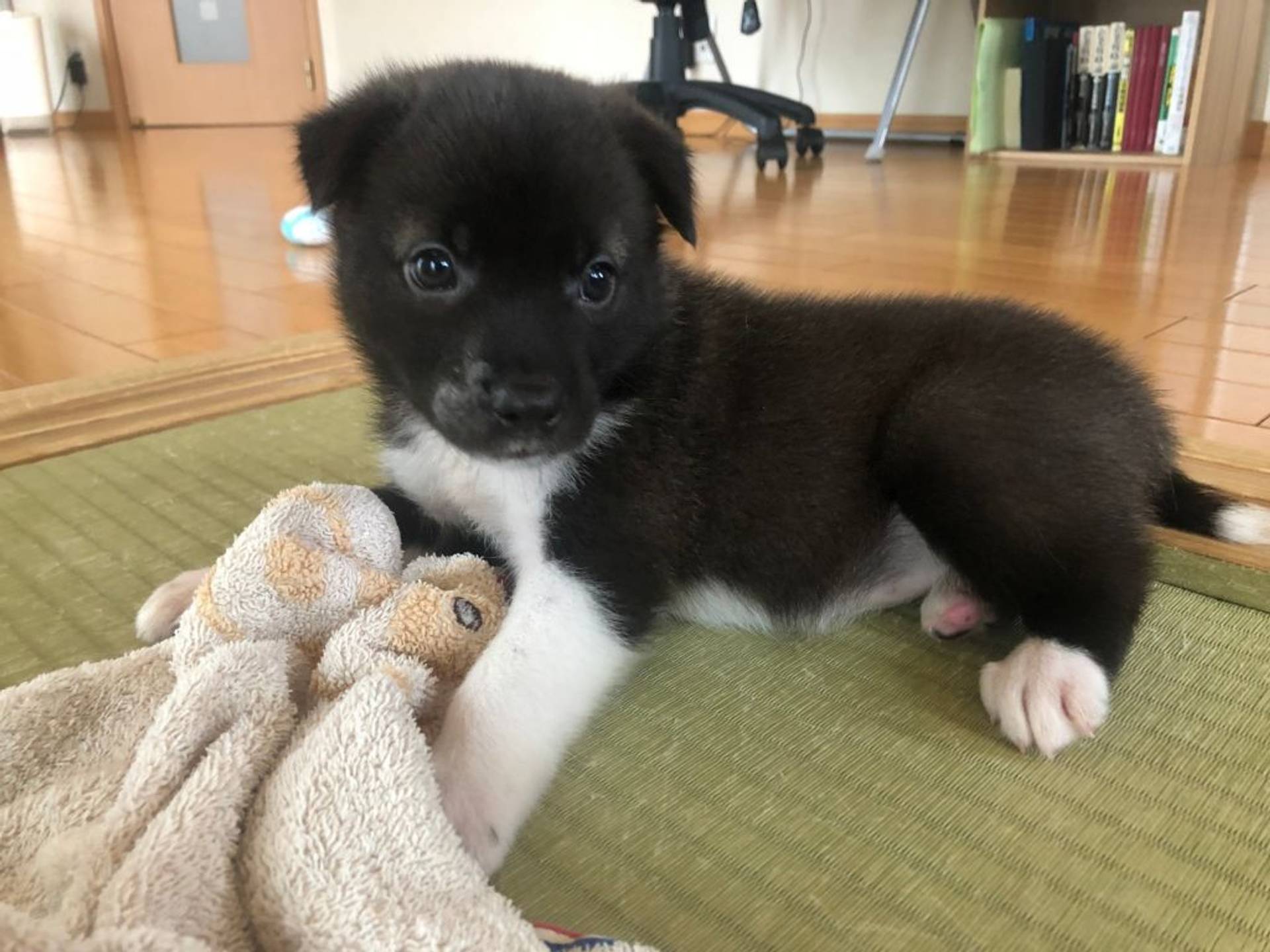 雑種（ミックス犬）・メスの里親募集の写真