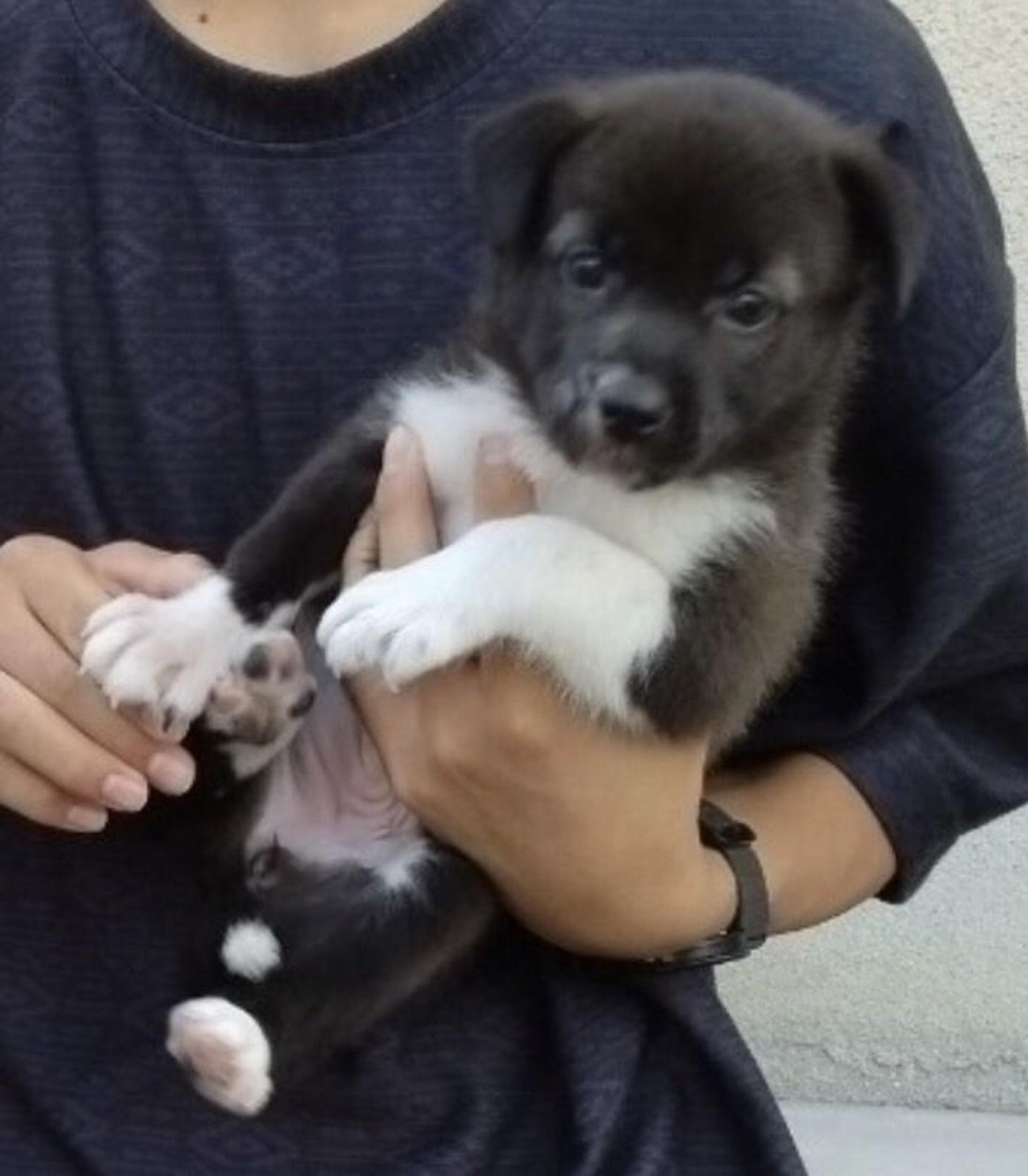 pet-image-4