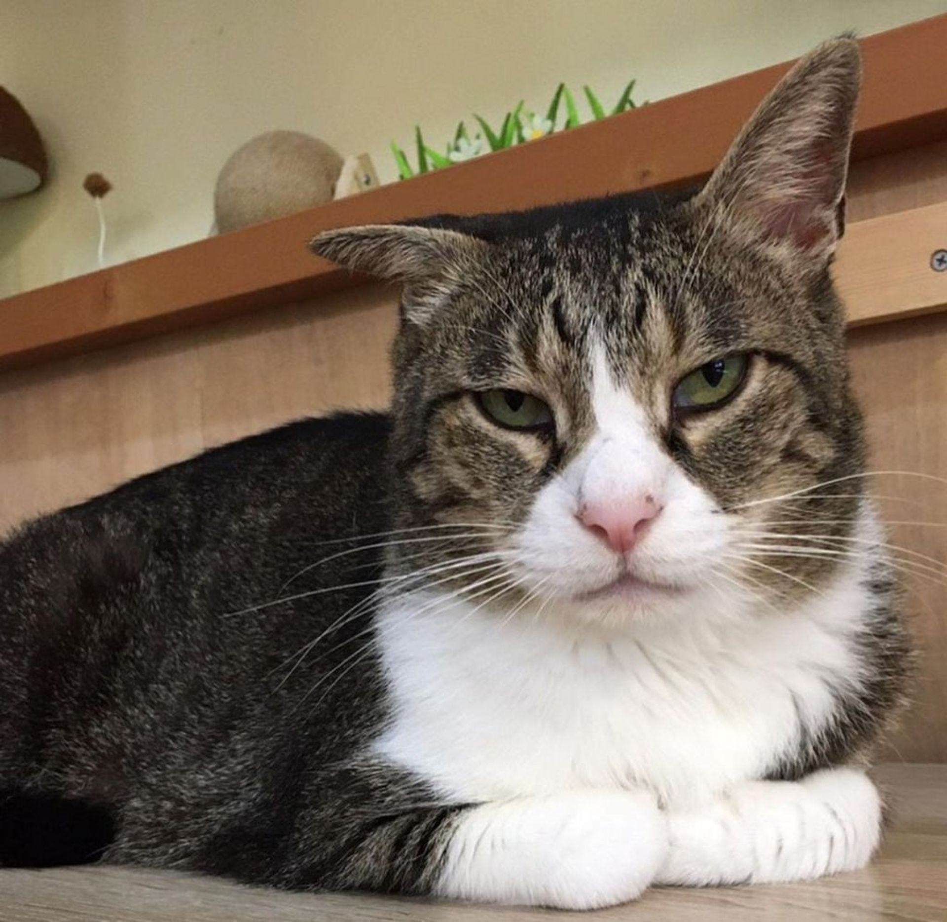 雑種（ミックス猫）・オスの里親募集の写真
