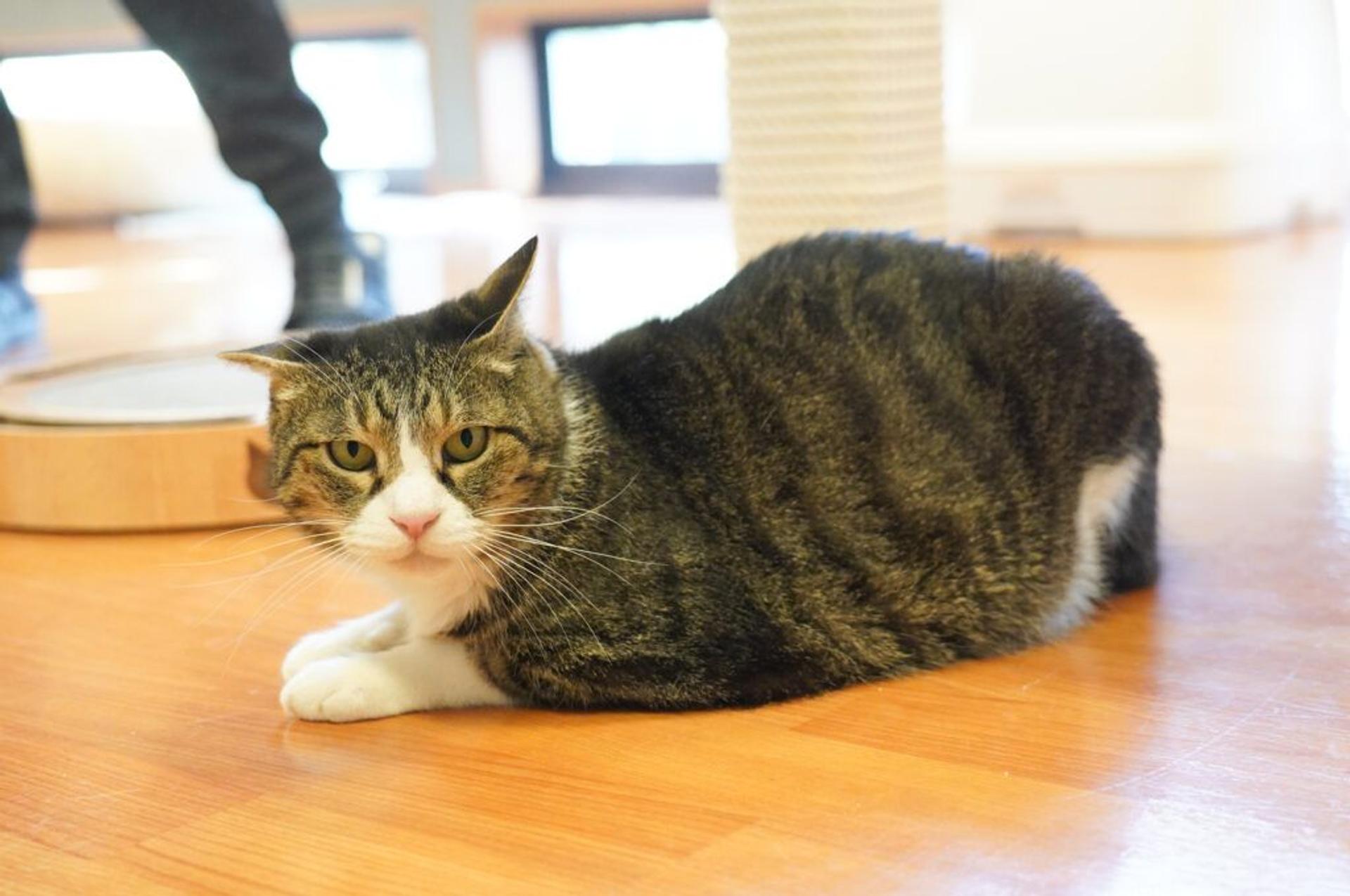 pet-image-3