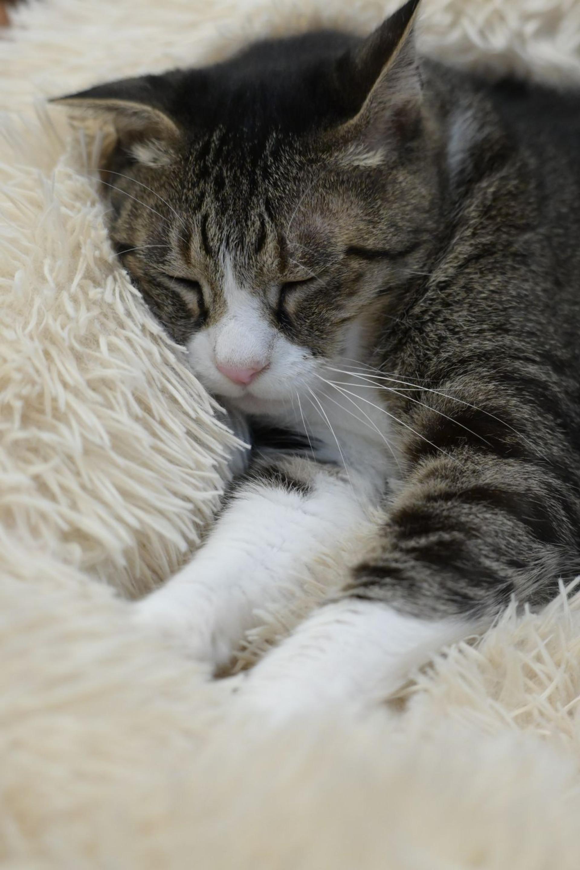 pet-image-6