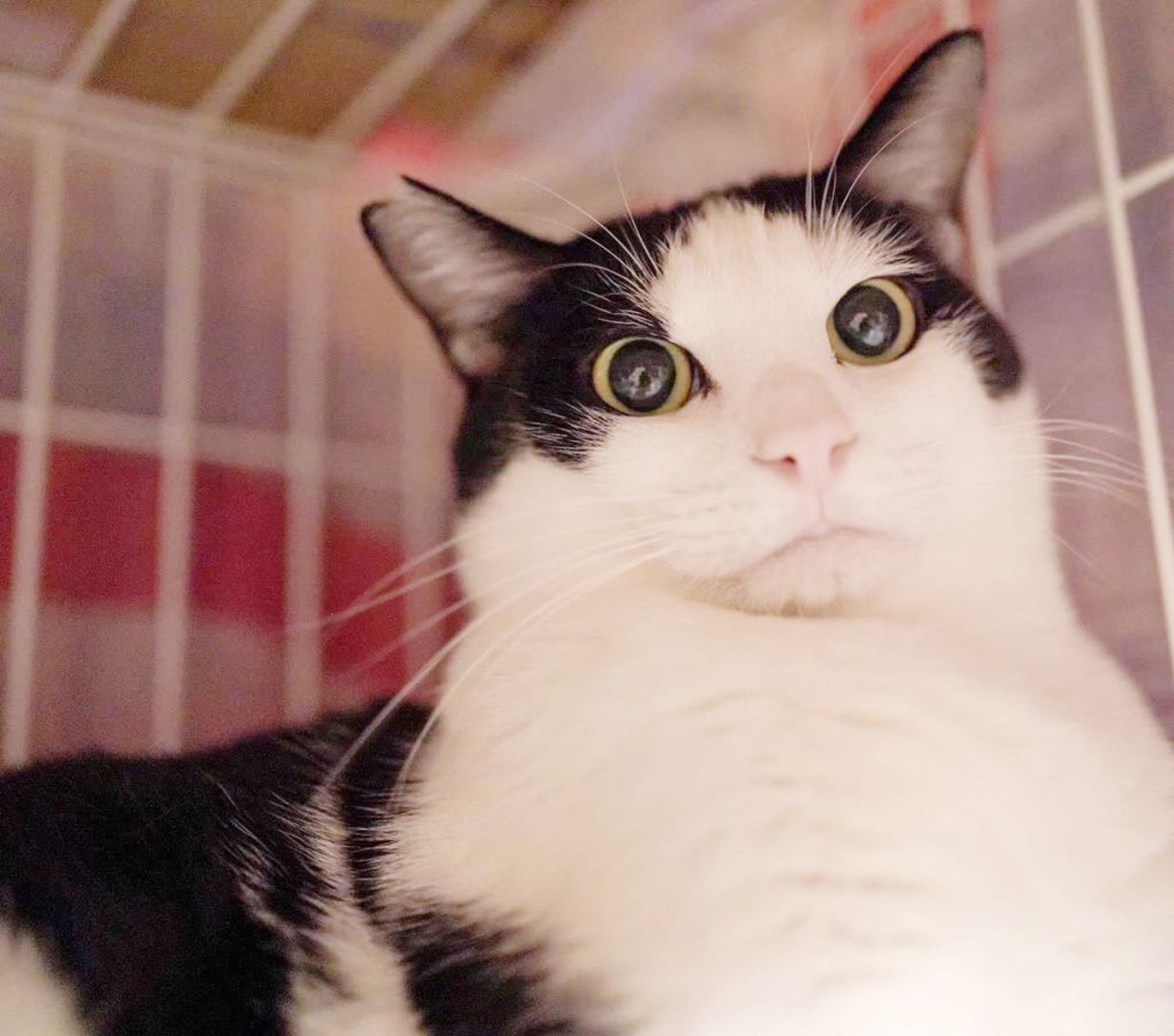 雑種（ミックス猫）・メスの里親募集の写真