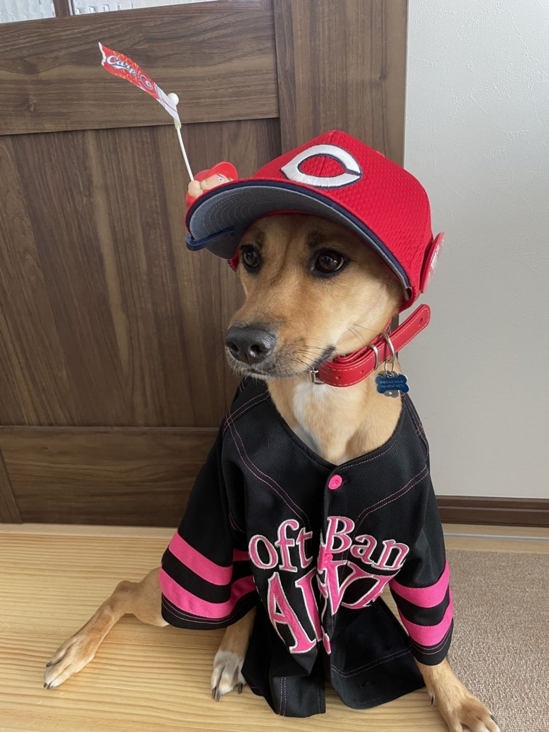 雑種（ミックス犬）・メスの里親募集の写真
