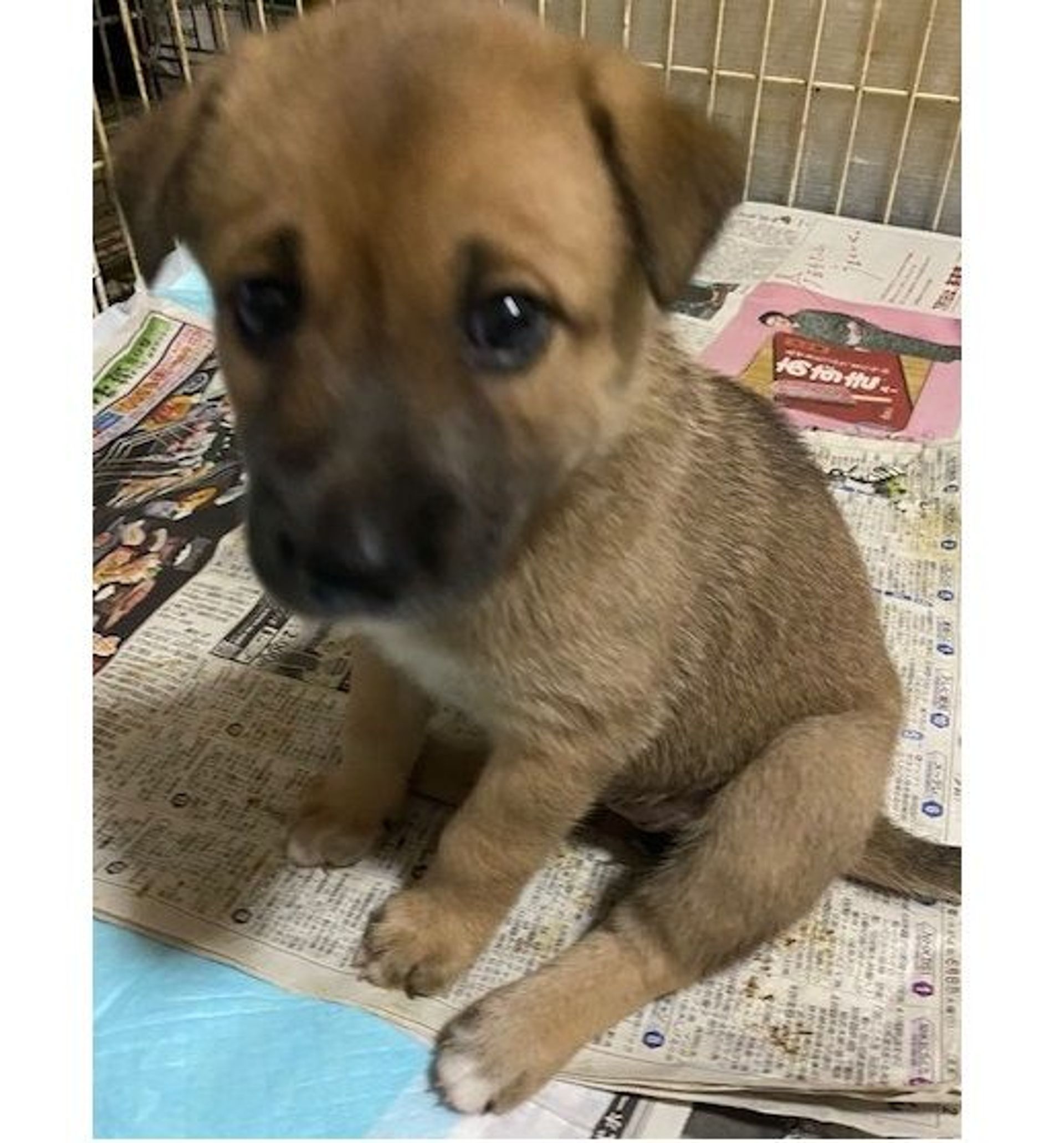 雑種（ミックス犬）・メスの里親募集の写真