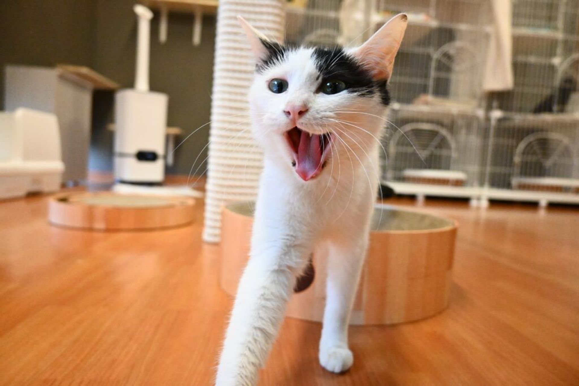 雑種（ミックス猫）・メスの里親募集の写真