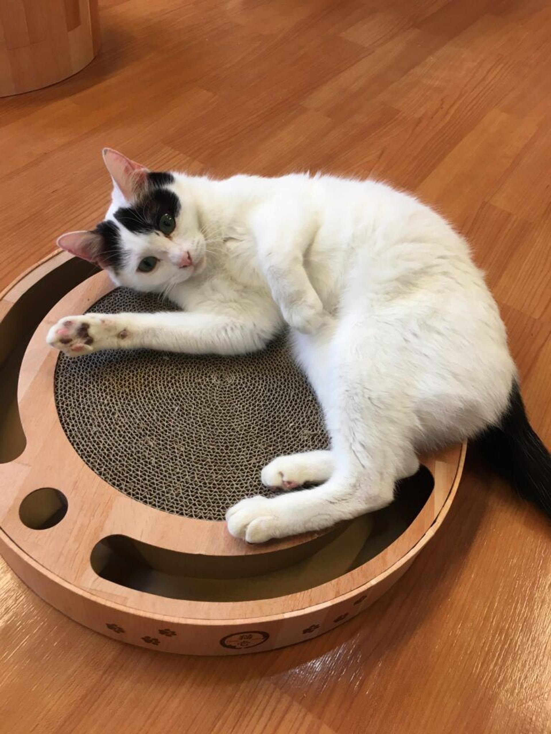 pet-image-3