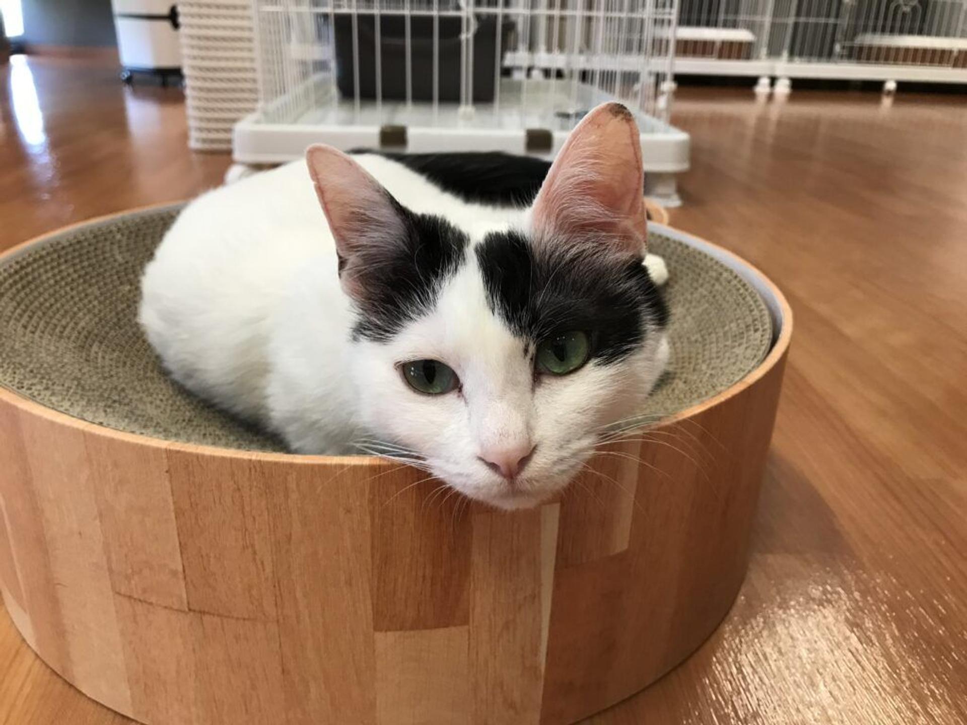 pet-image-4