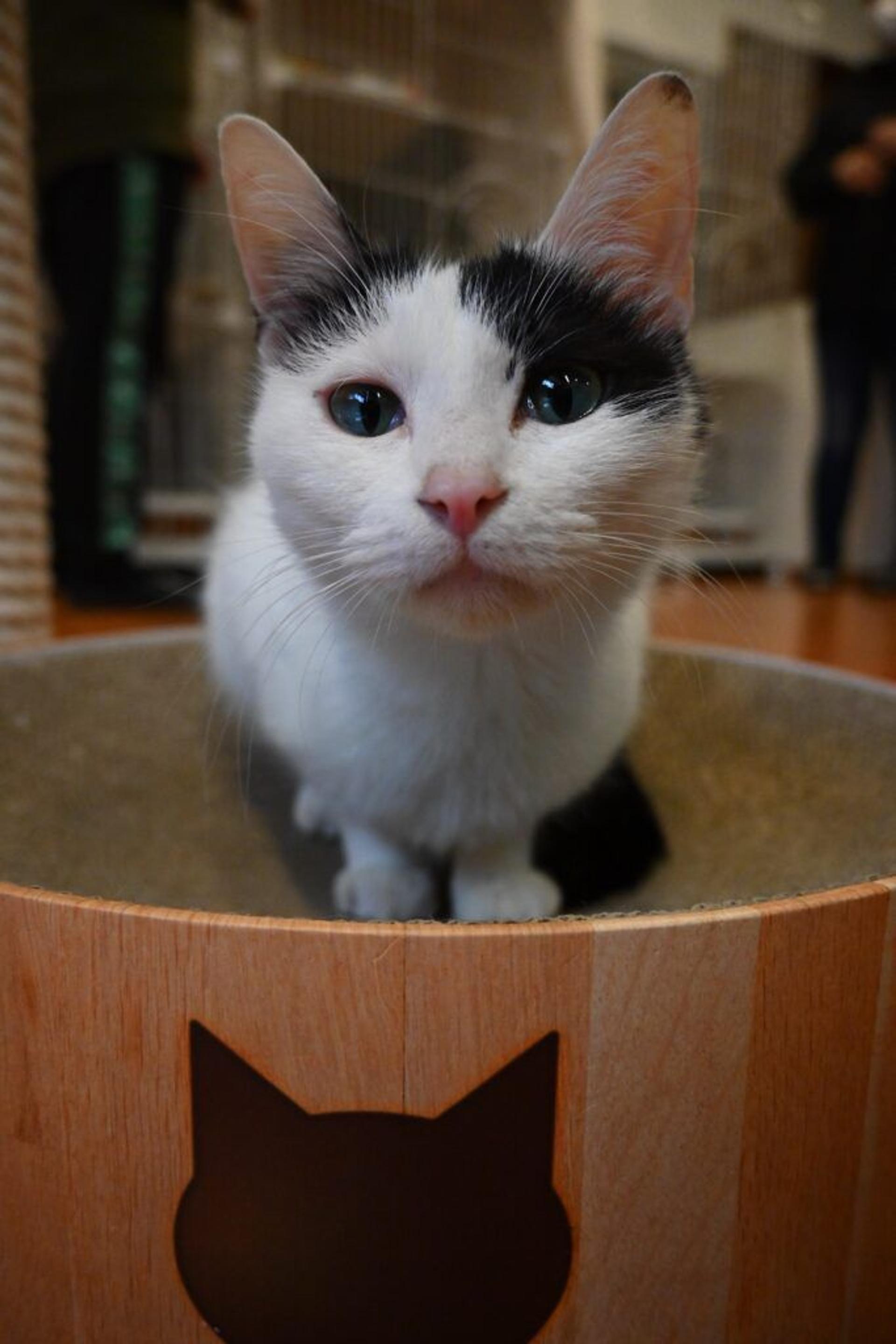 pet-image-6