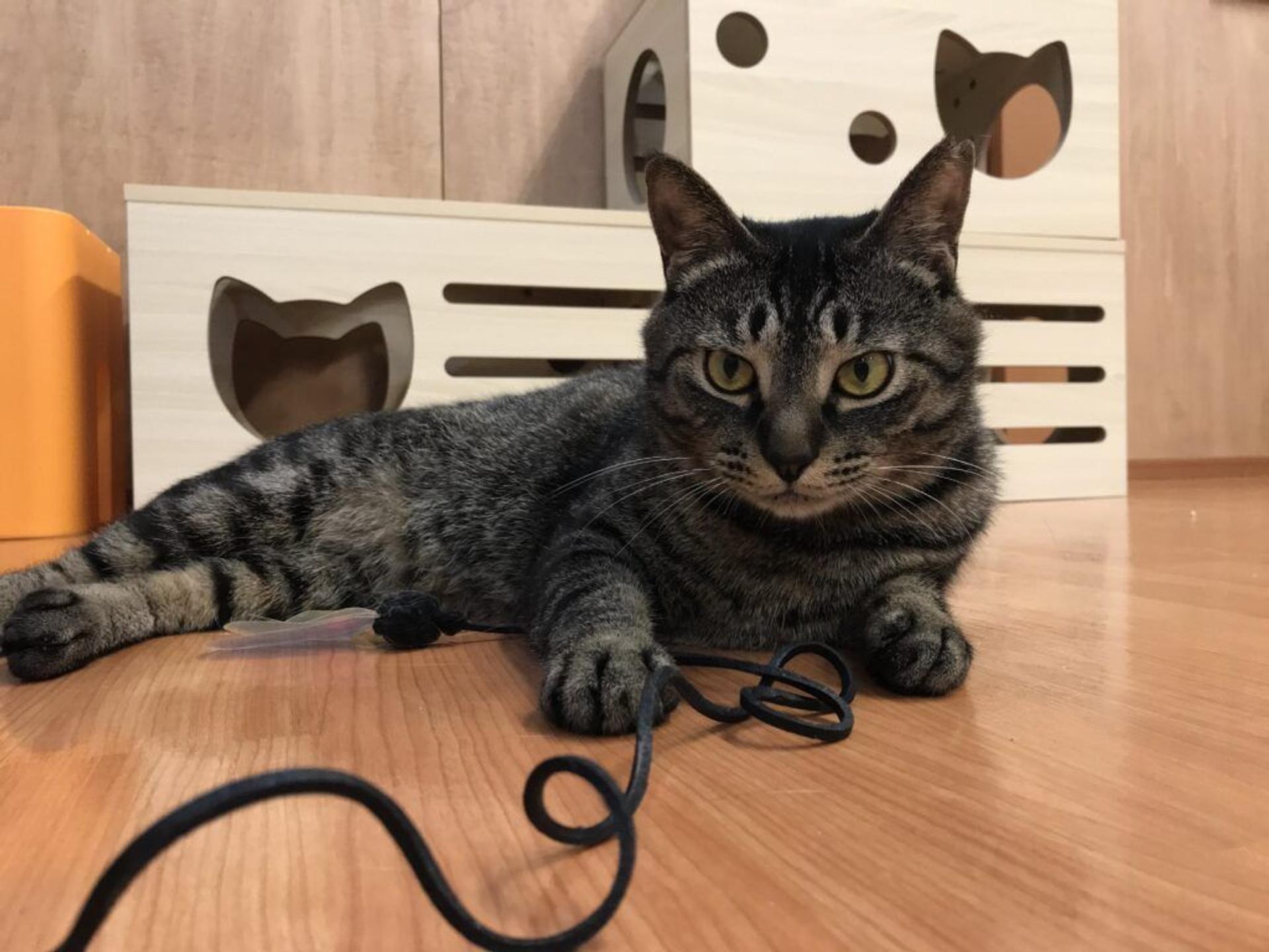 pet-image-3