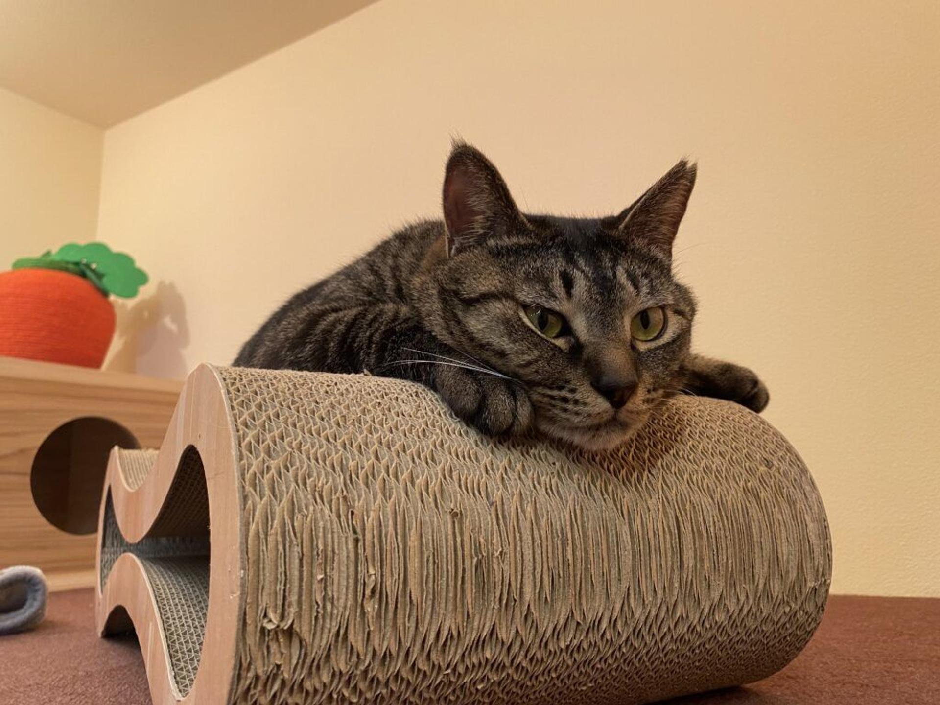 pet-image-4