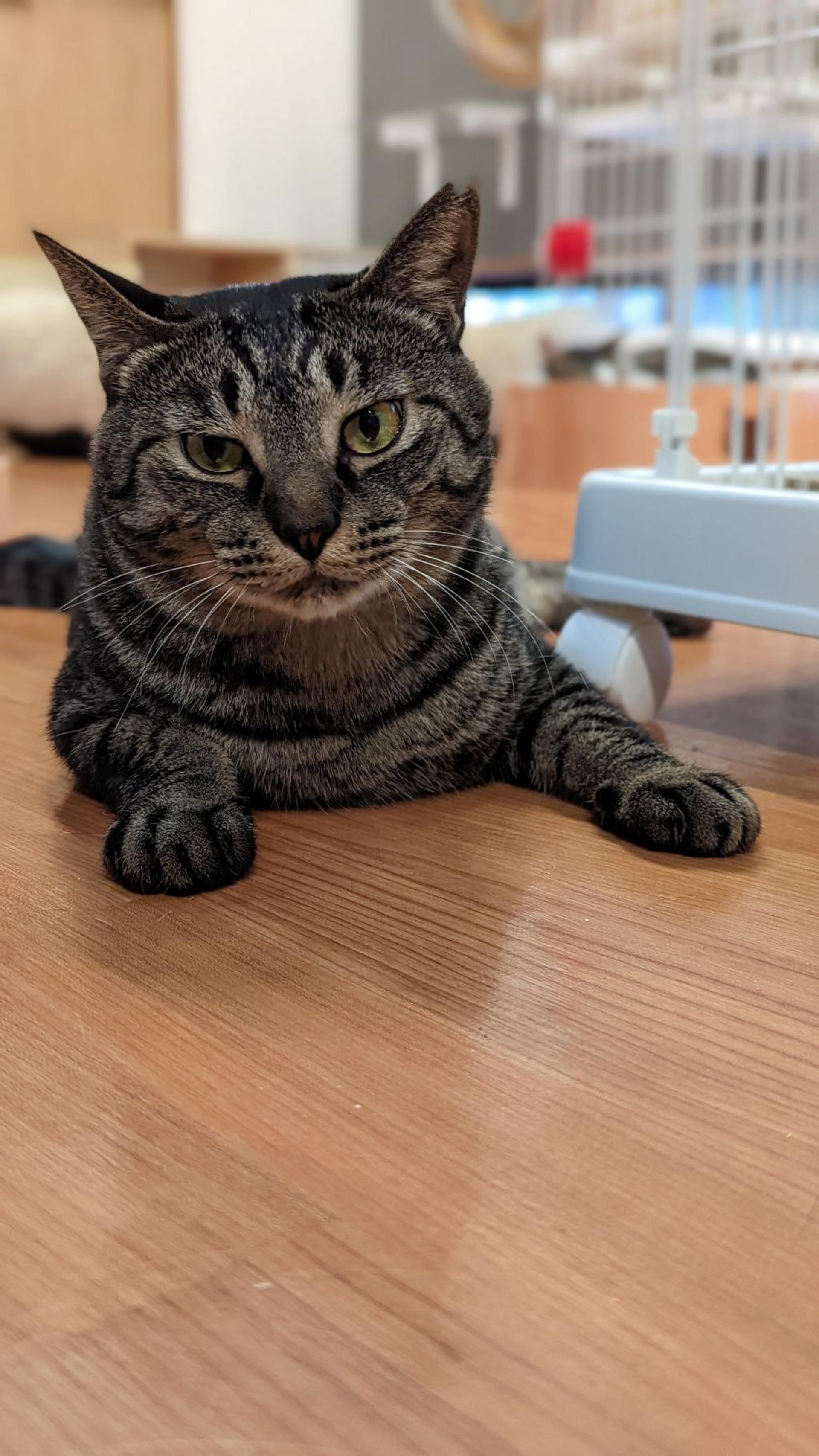 pet-image-6