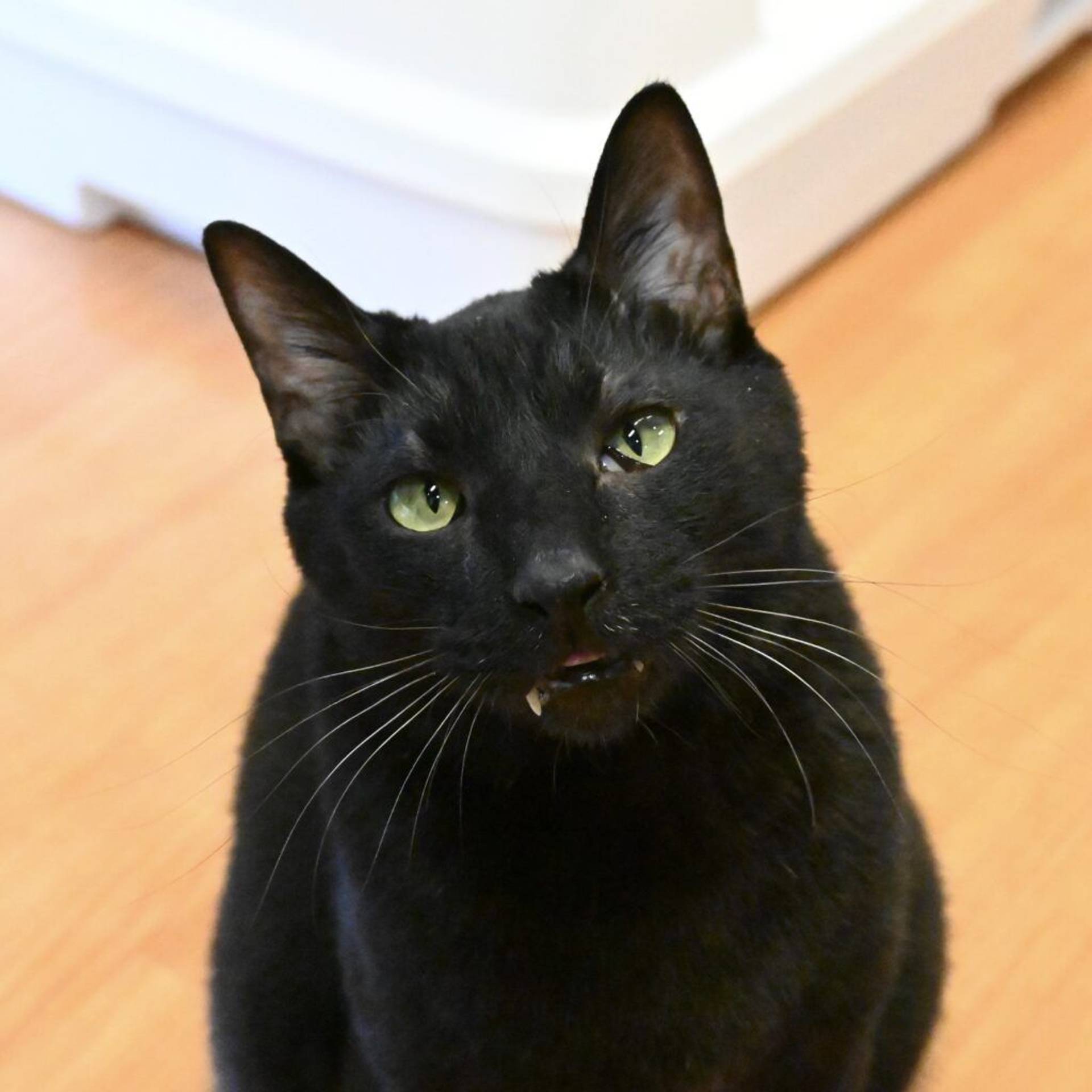 雑種（ミックス猫）・オスの里親募集の写真