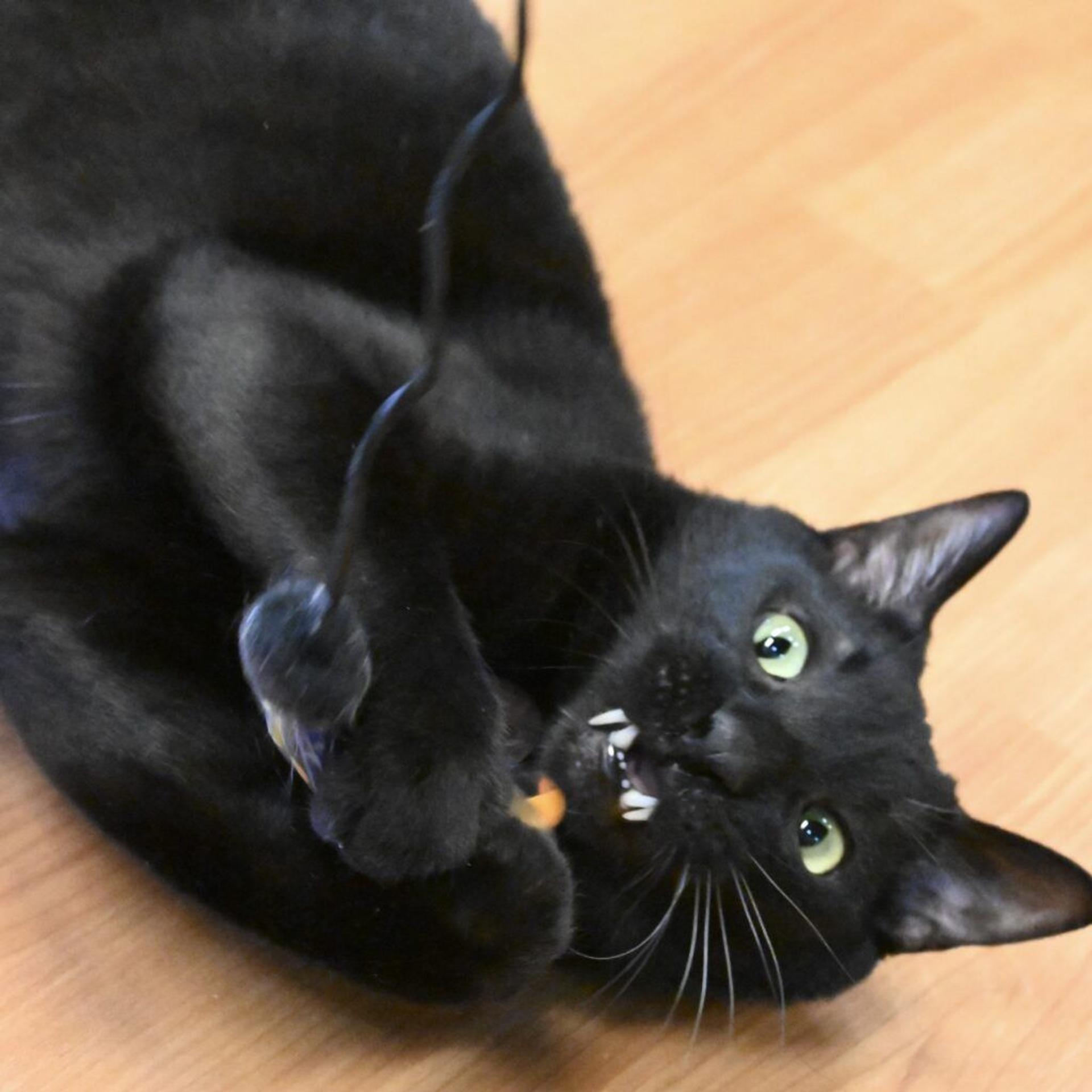 pet-image-2