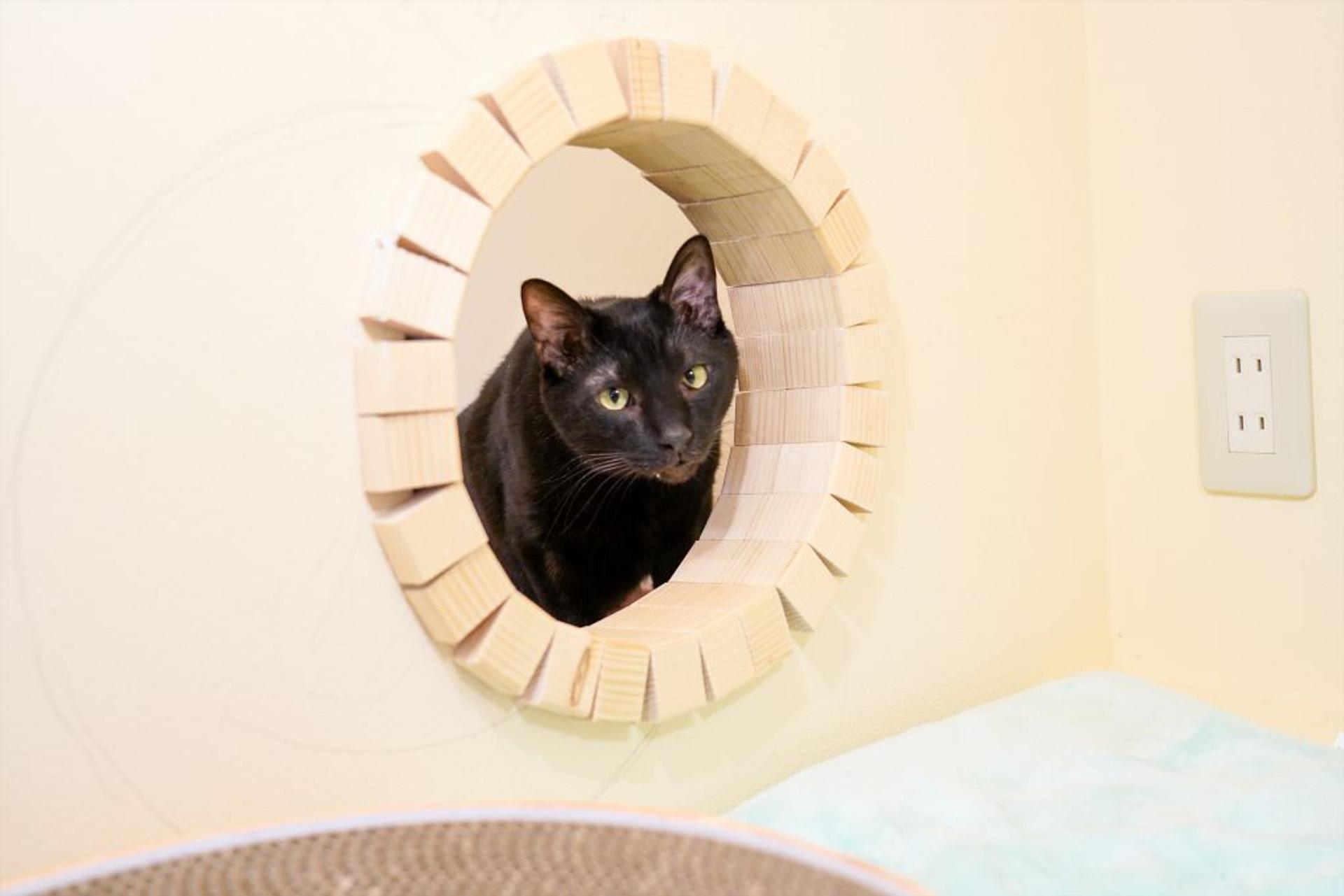 pet-image-4