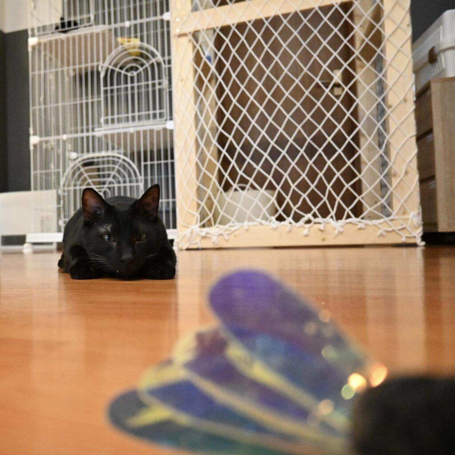 pet-image-5