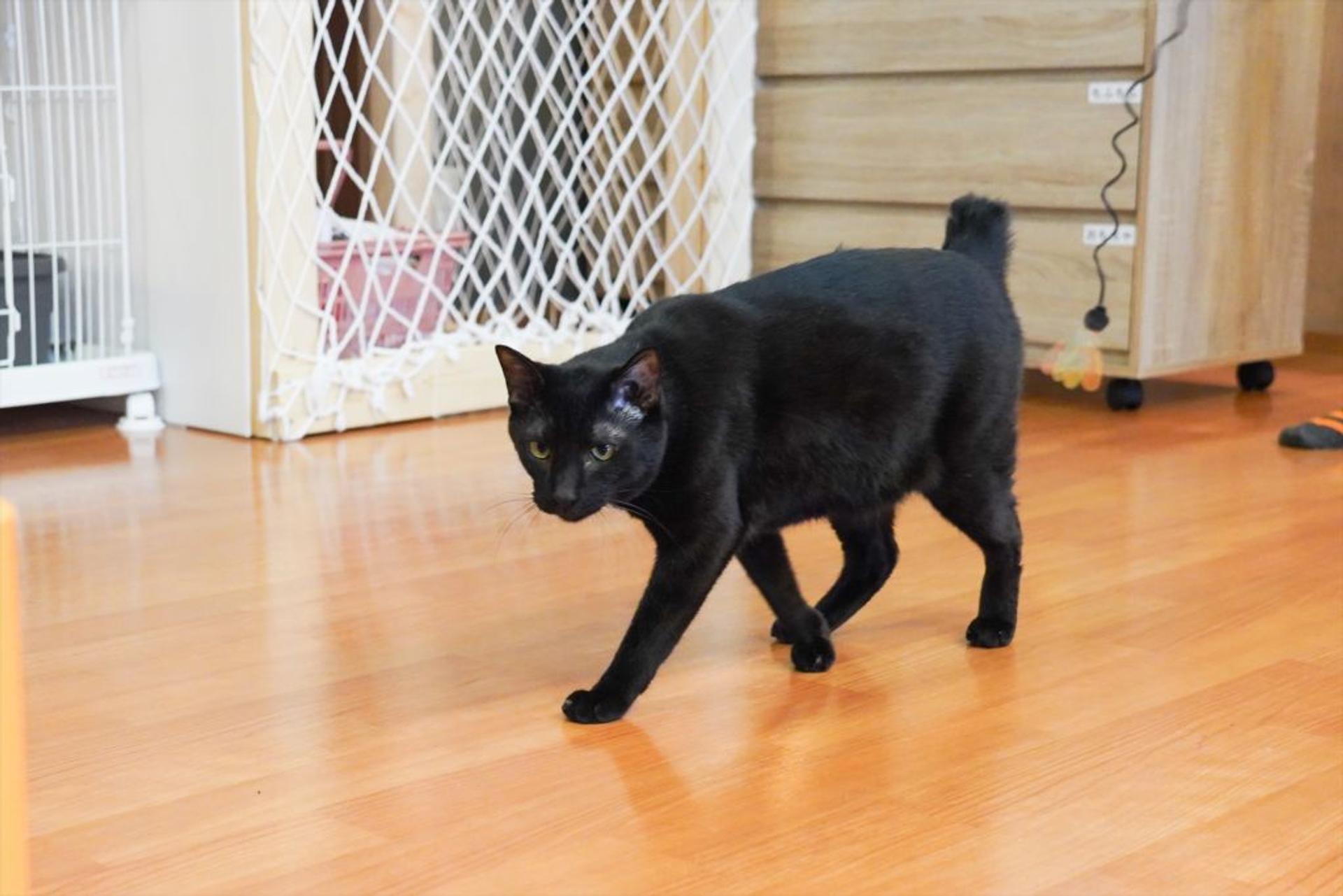 pet-image-6