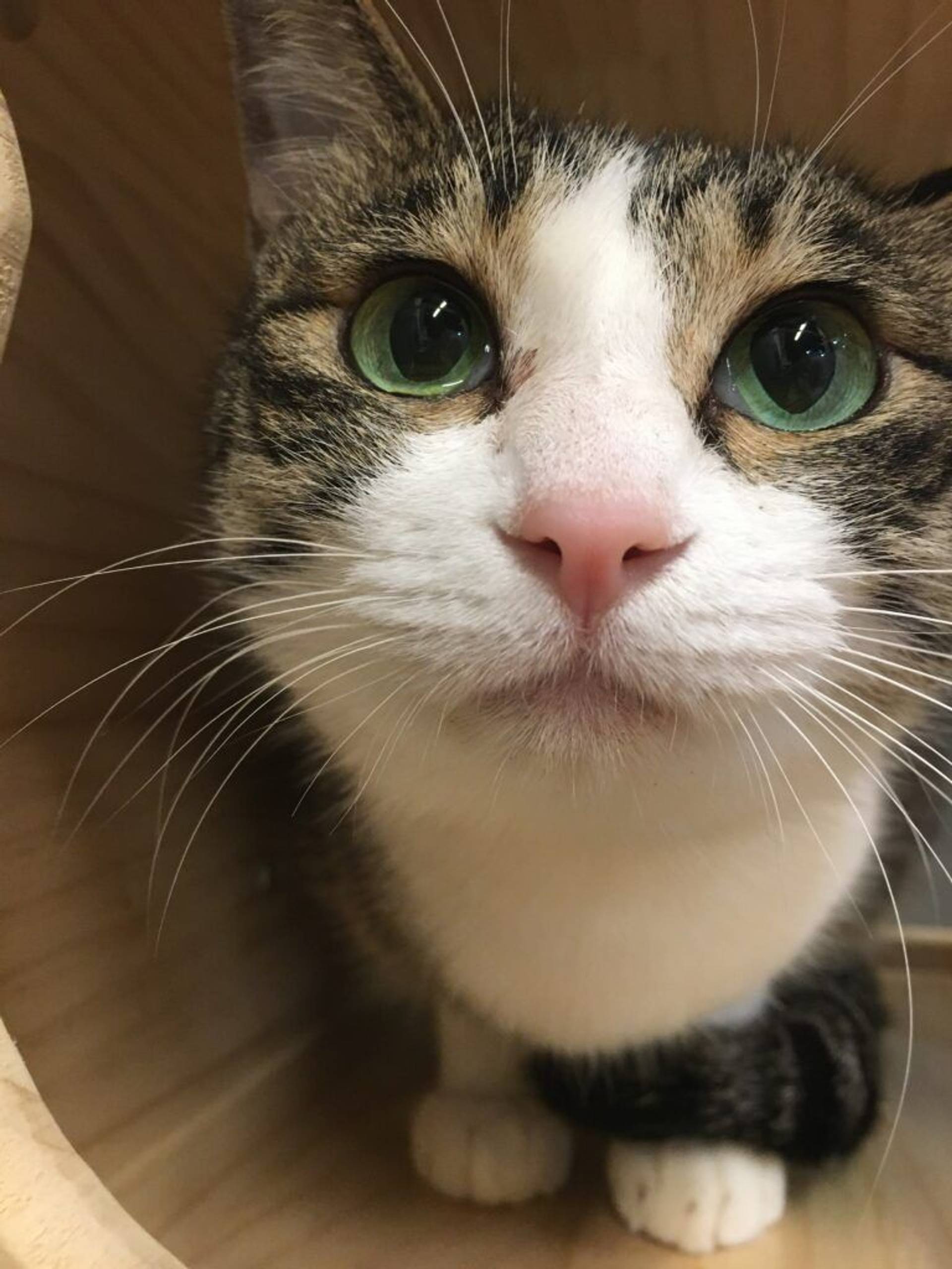 雑種（ミックス猫）・メスの里親募集の写真