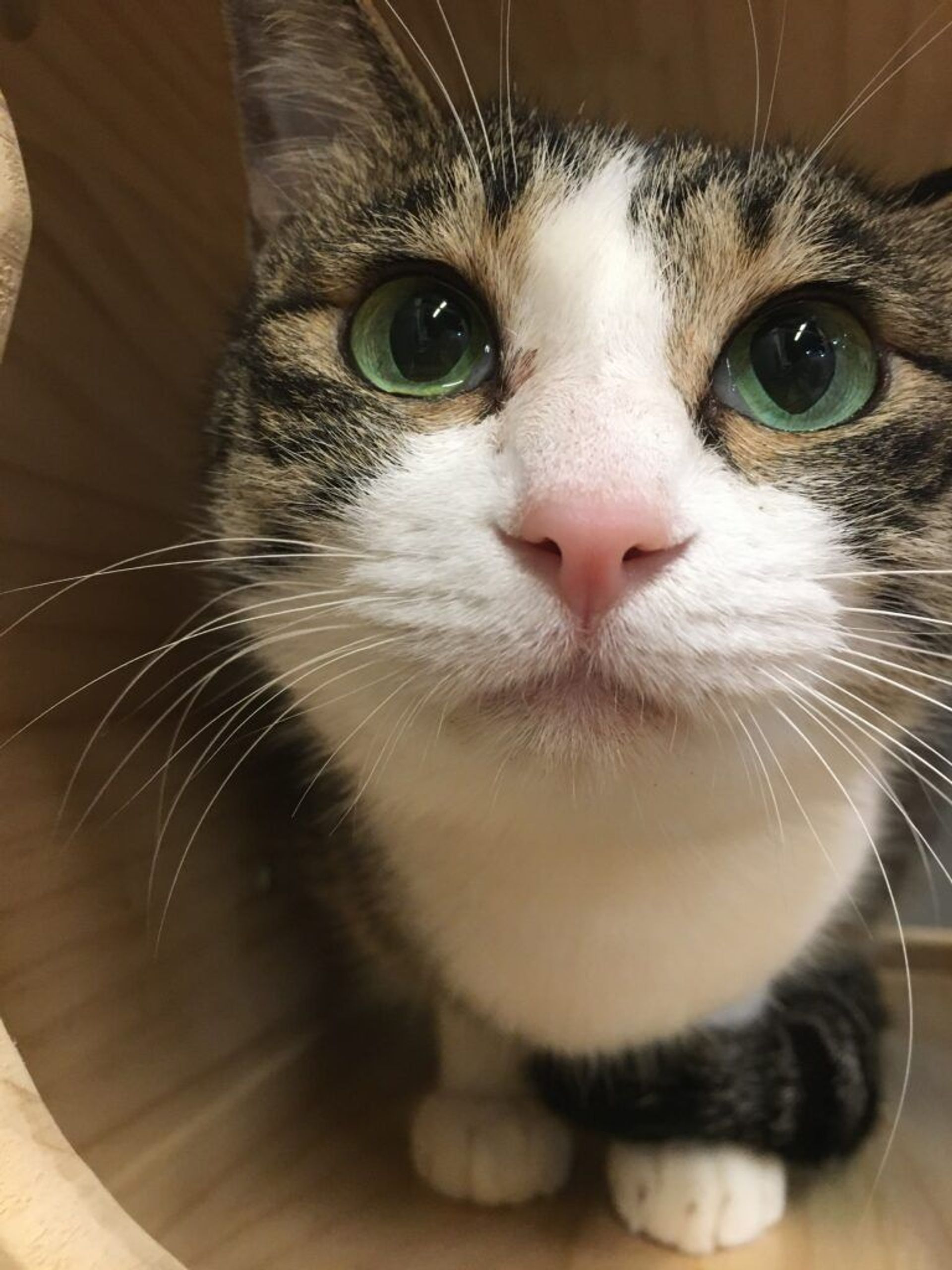 雑種（ミックス猫）・メスの里親募集の写真