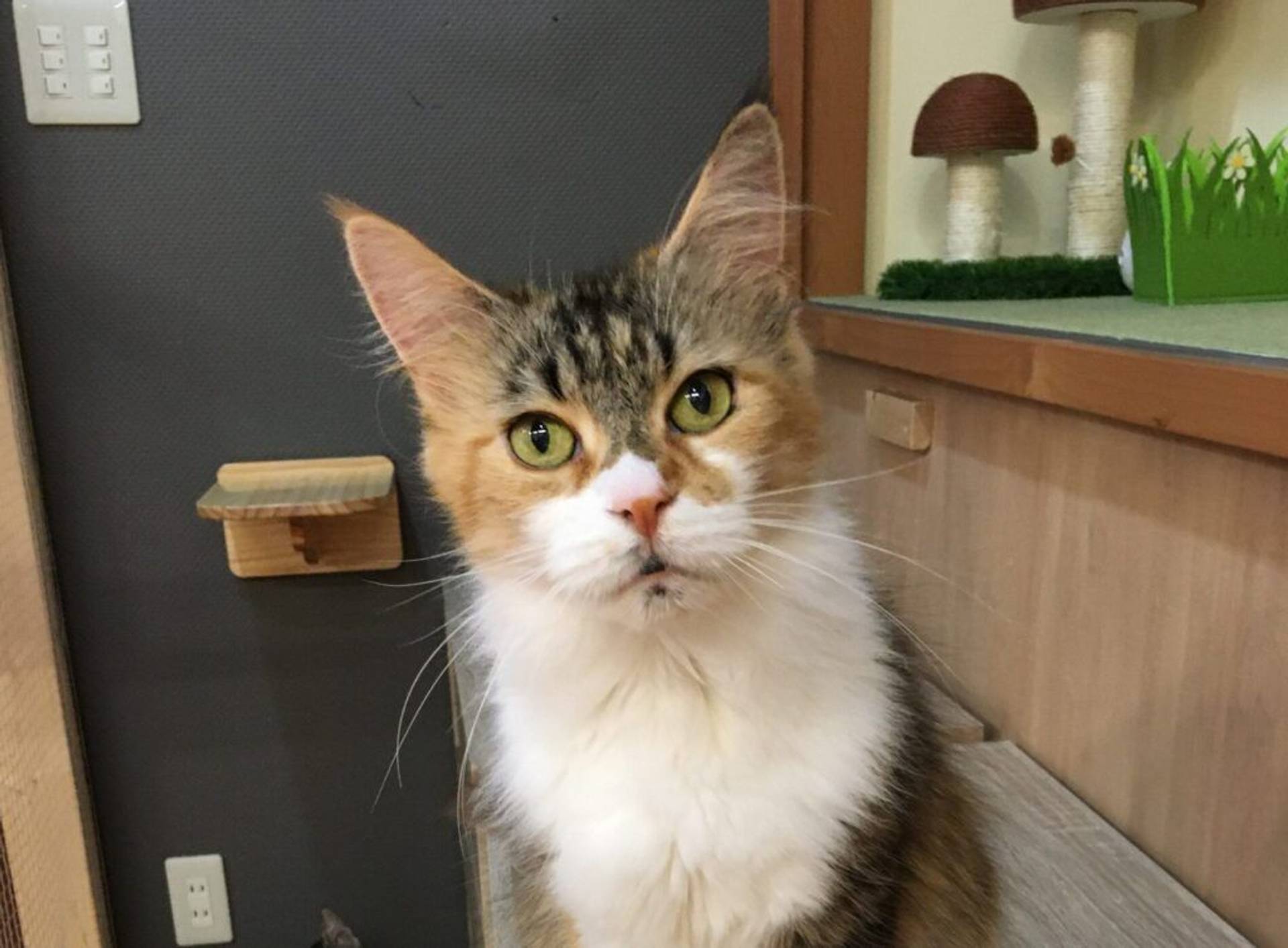 雑種（ミックス猫）・メスの里親募集の写真