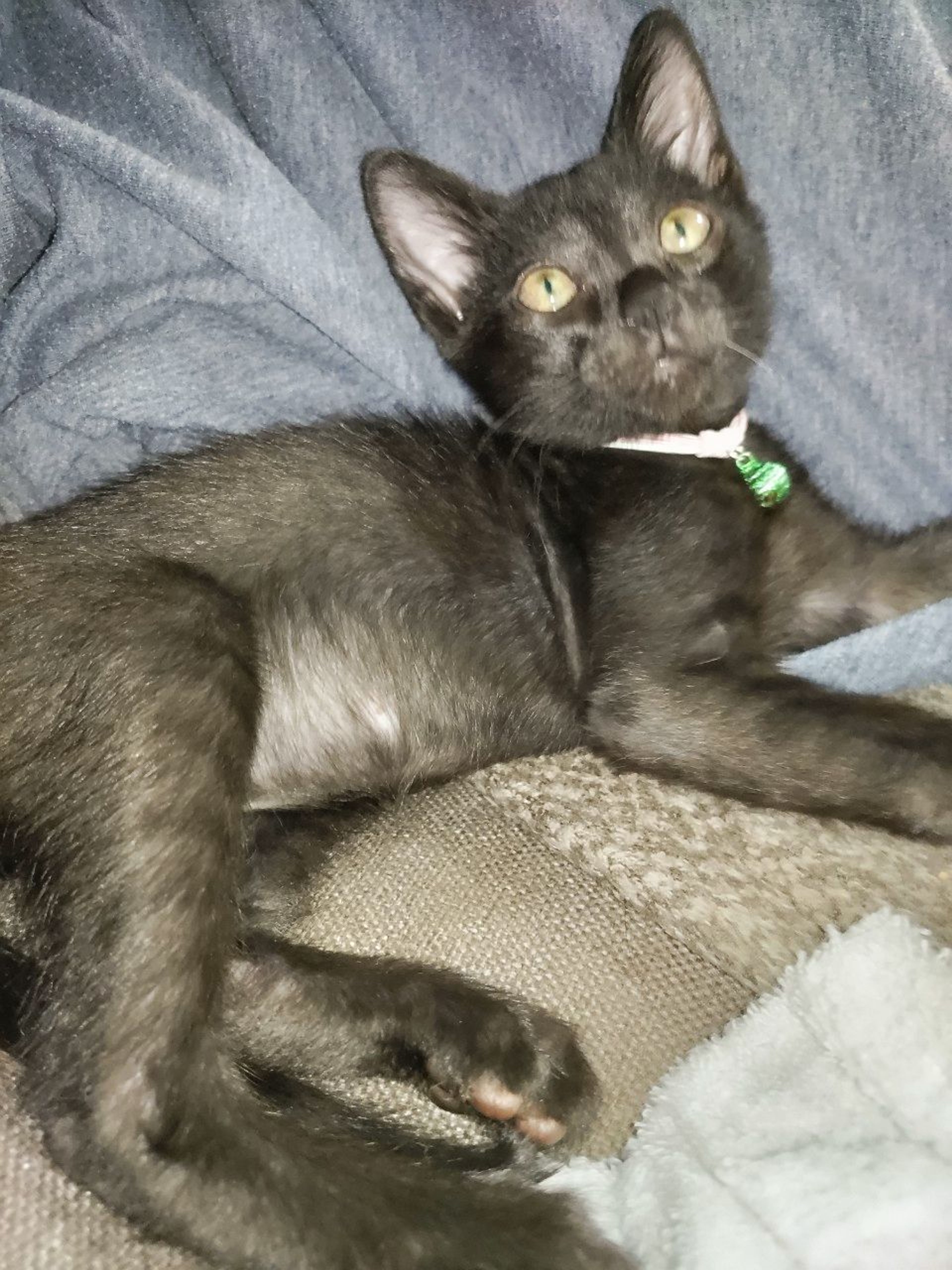 pet-image-3