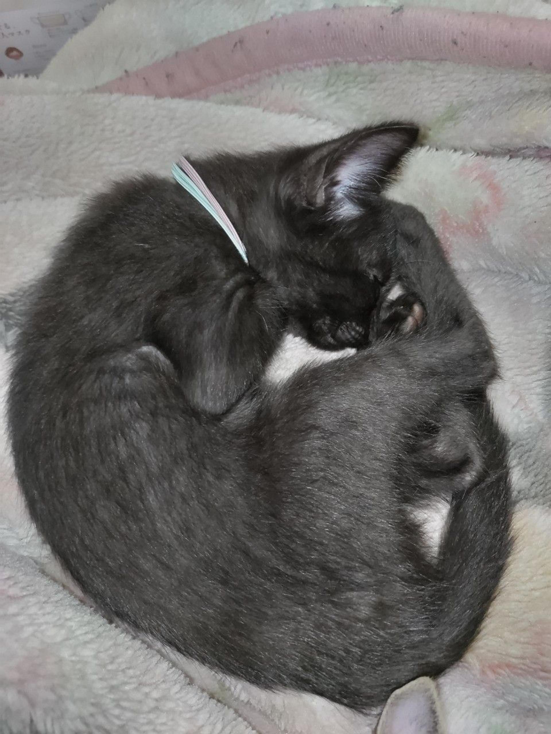 pet-image-4