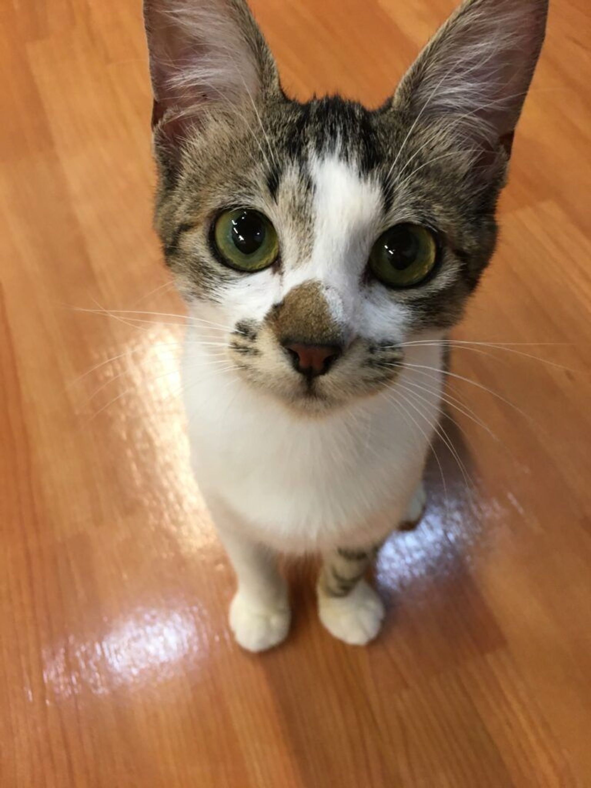 雑種（ミックス猫）・メスの里親募集の写真