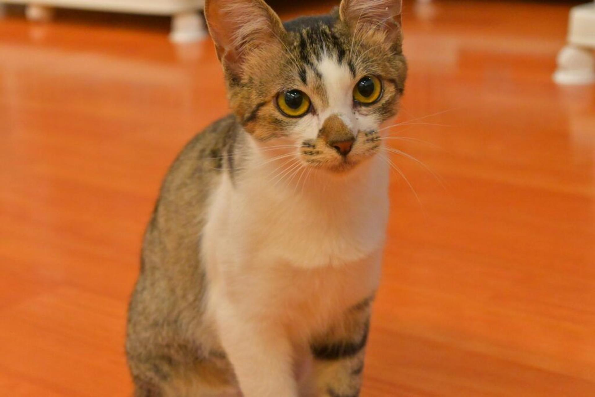 pet-image-2