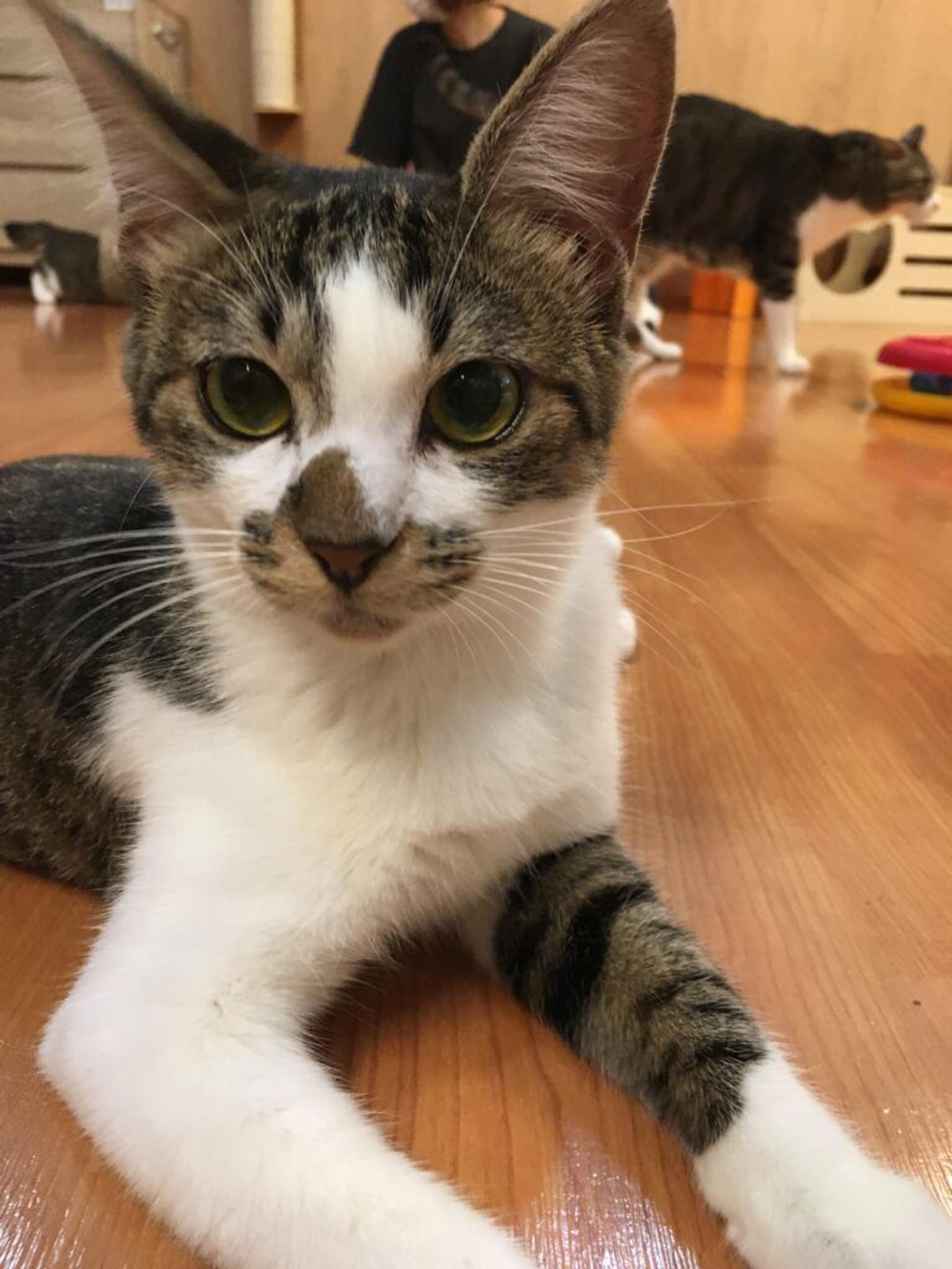 pet-image-3