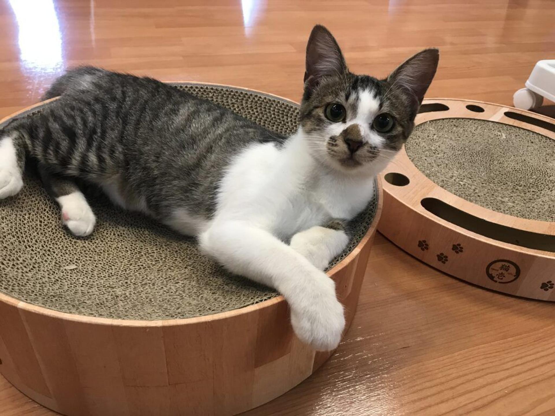 pet-image-5
