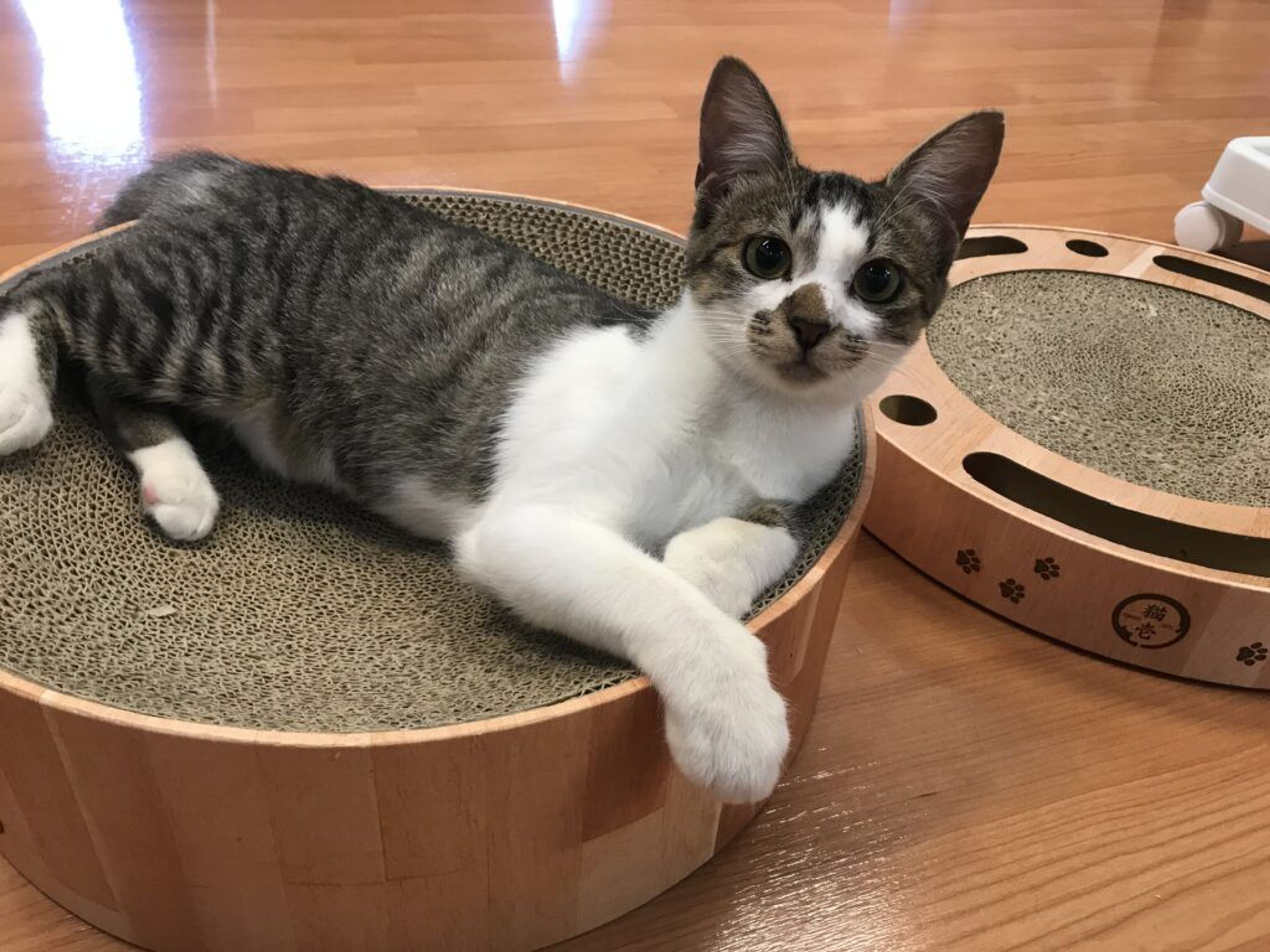 pet-image-5