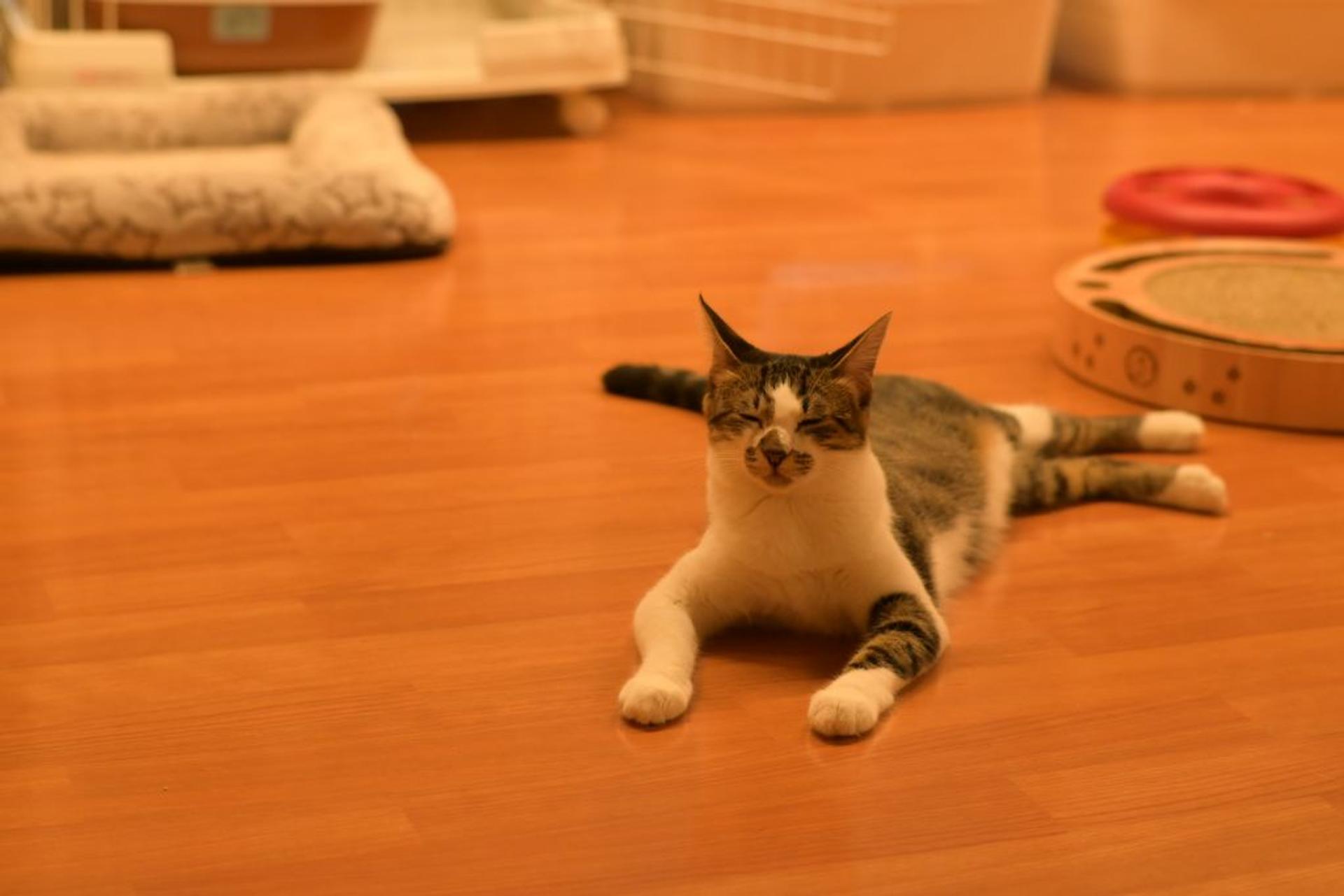 pet-image-7