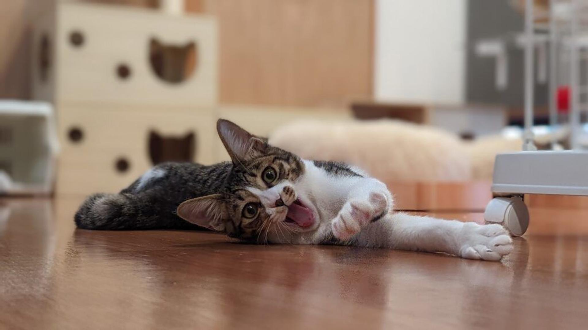 pet-image-8
