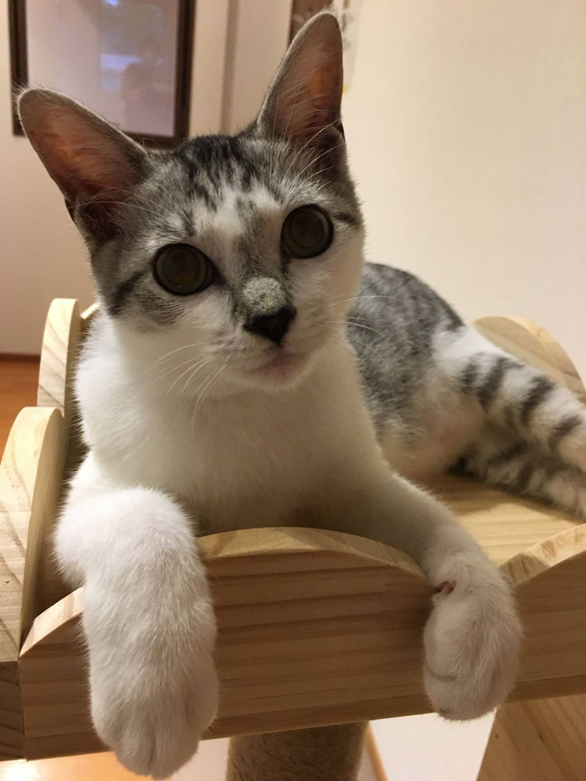 雑種（ミックス猫）・オスの里親募集の写真