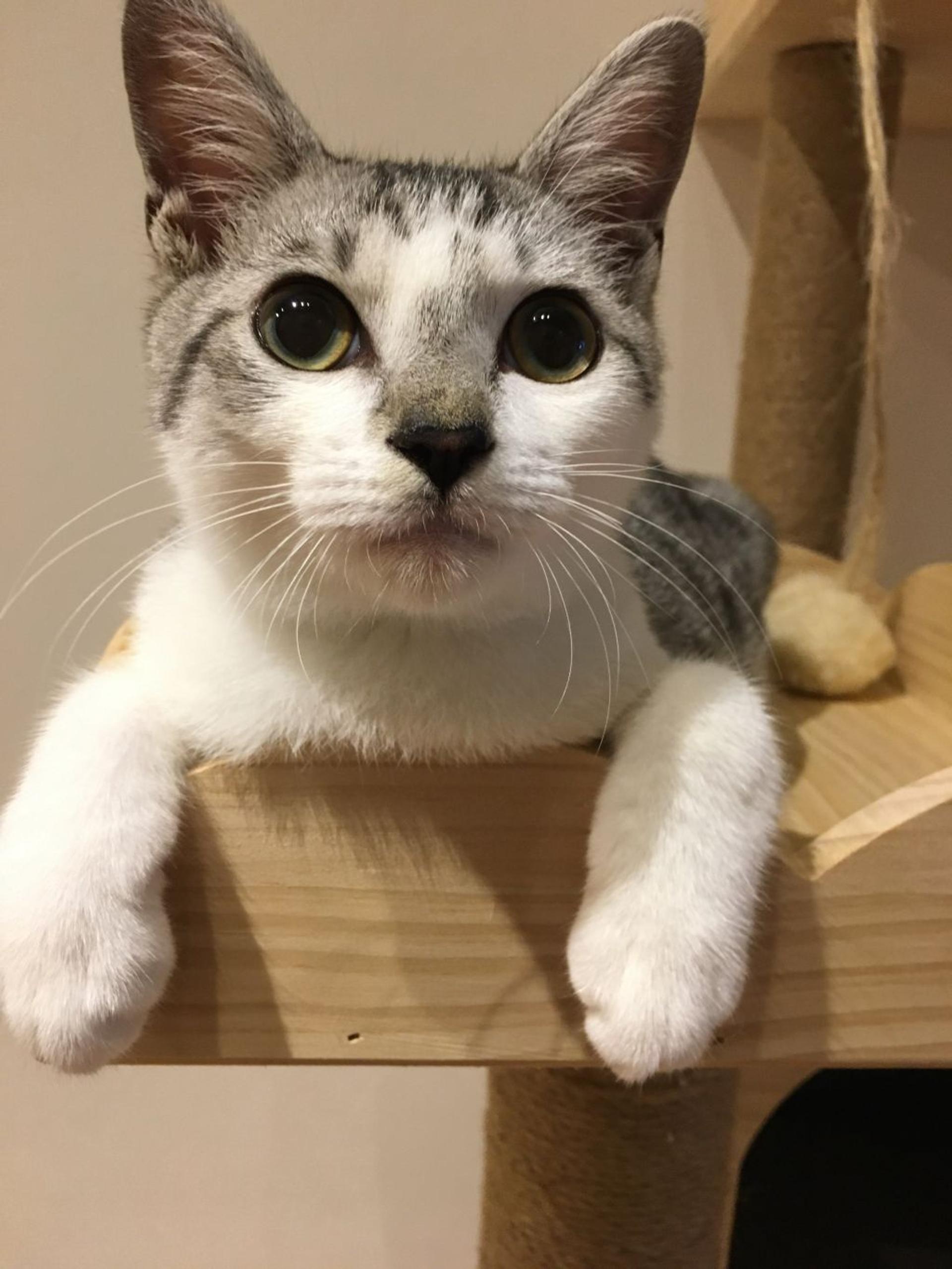 pet-image-2