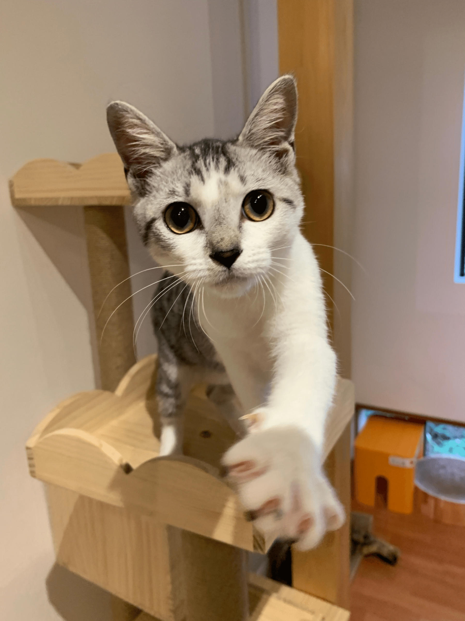 pet-image-3