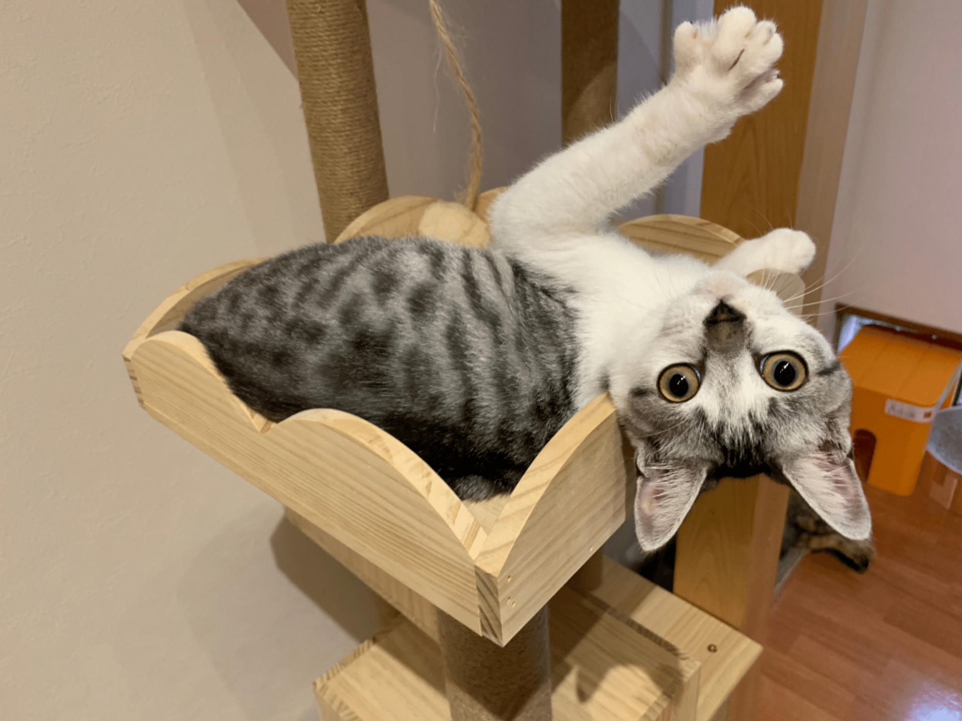 pet-image-4