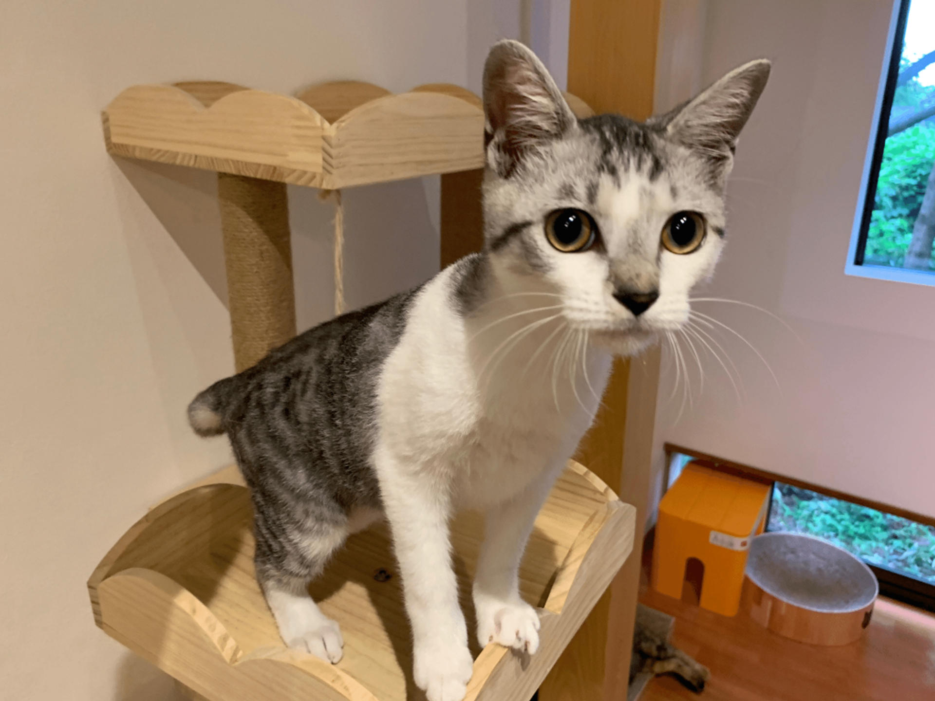 pet-image-6