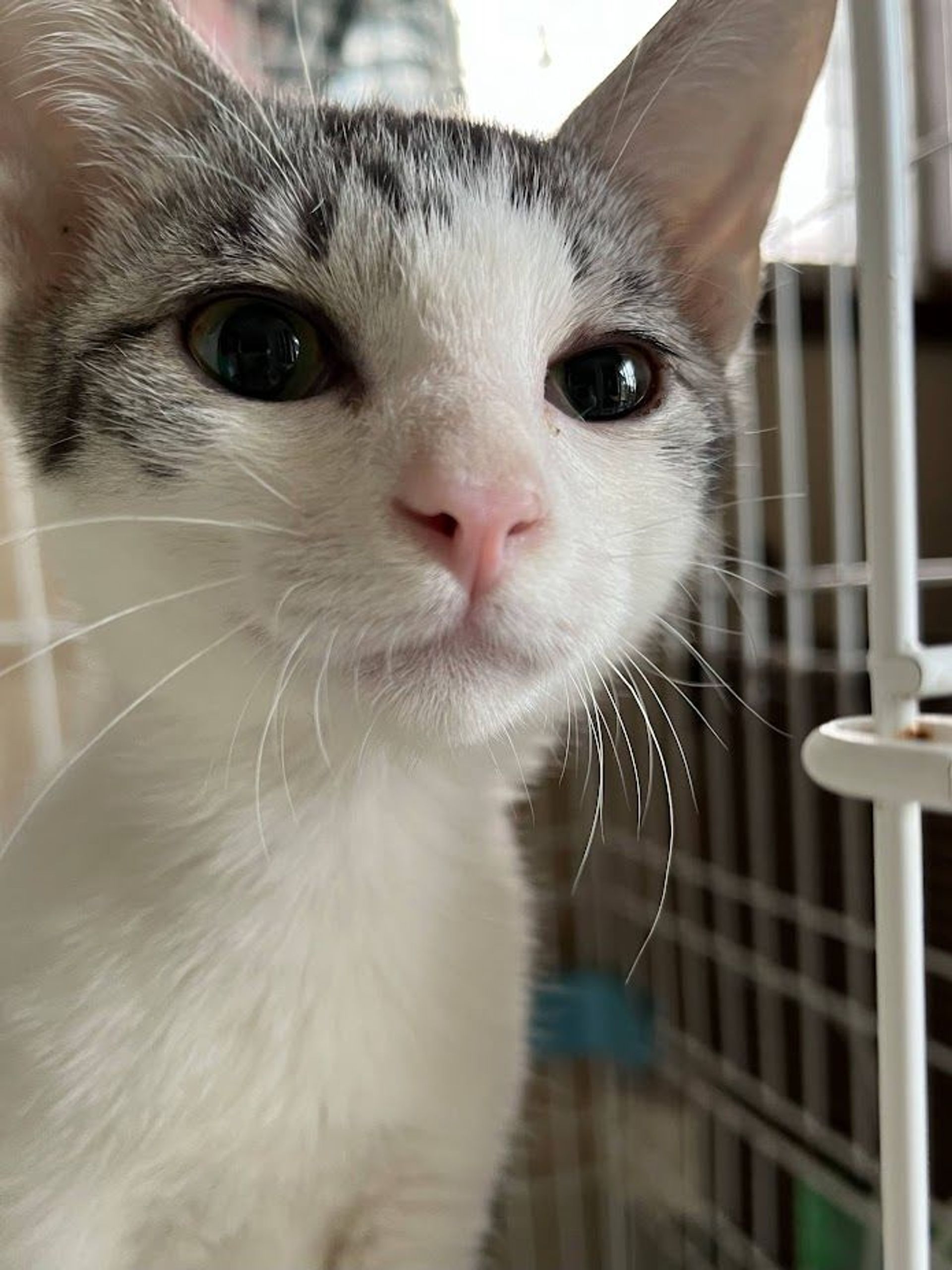 雑種（ミックス猫）・オスの里親募集の写真