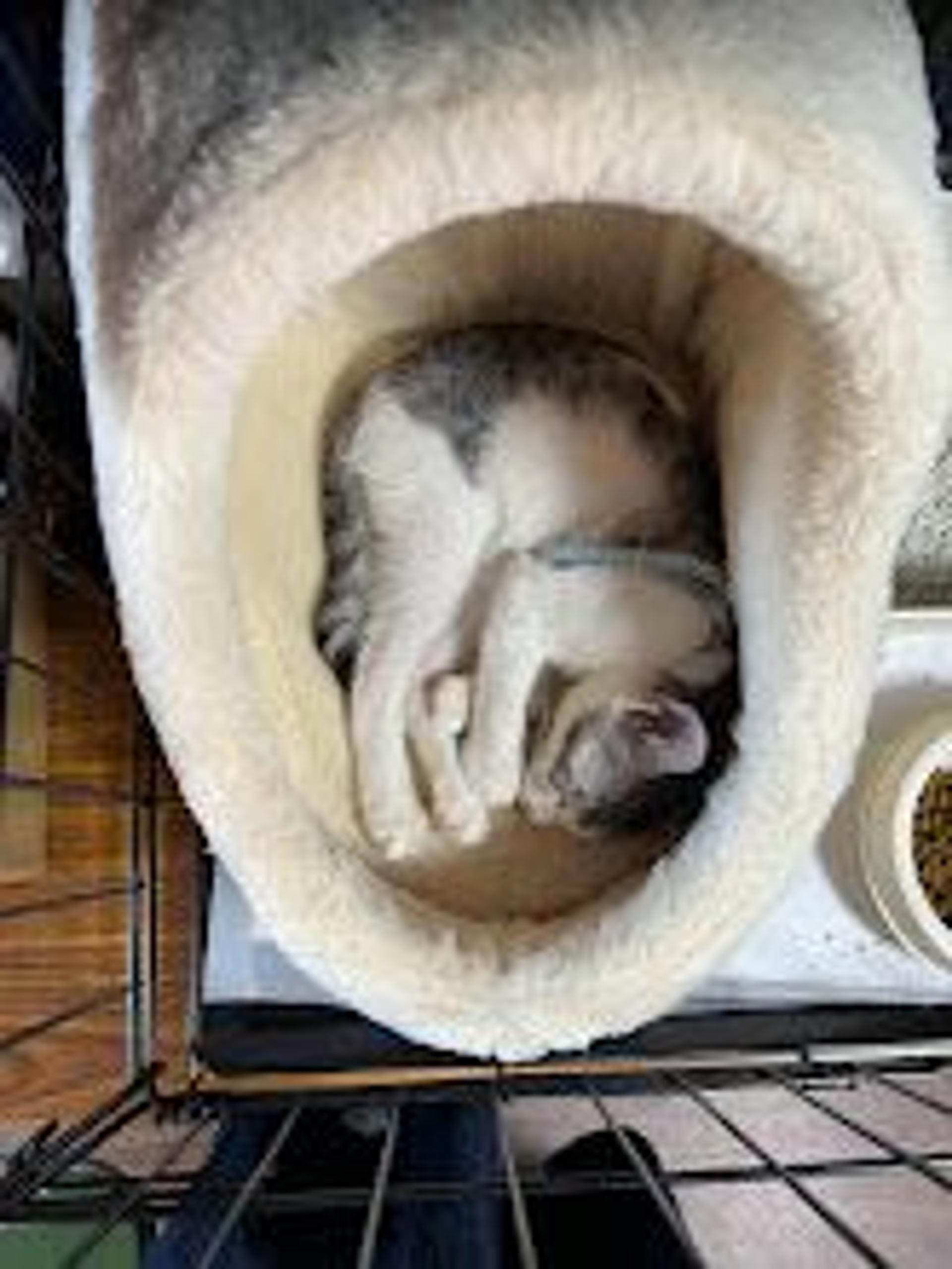 pet-image-4